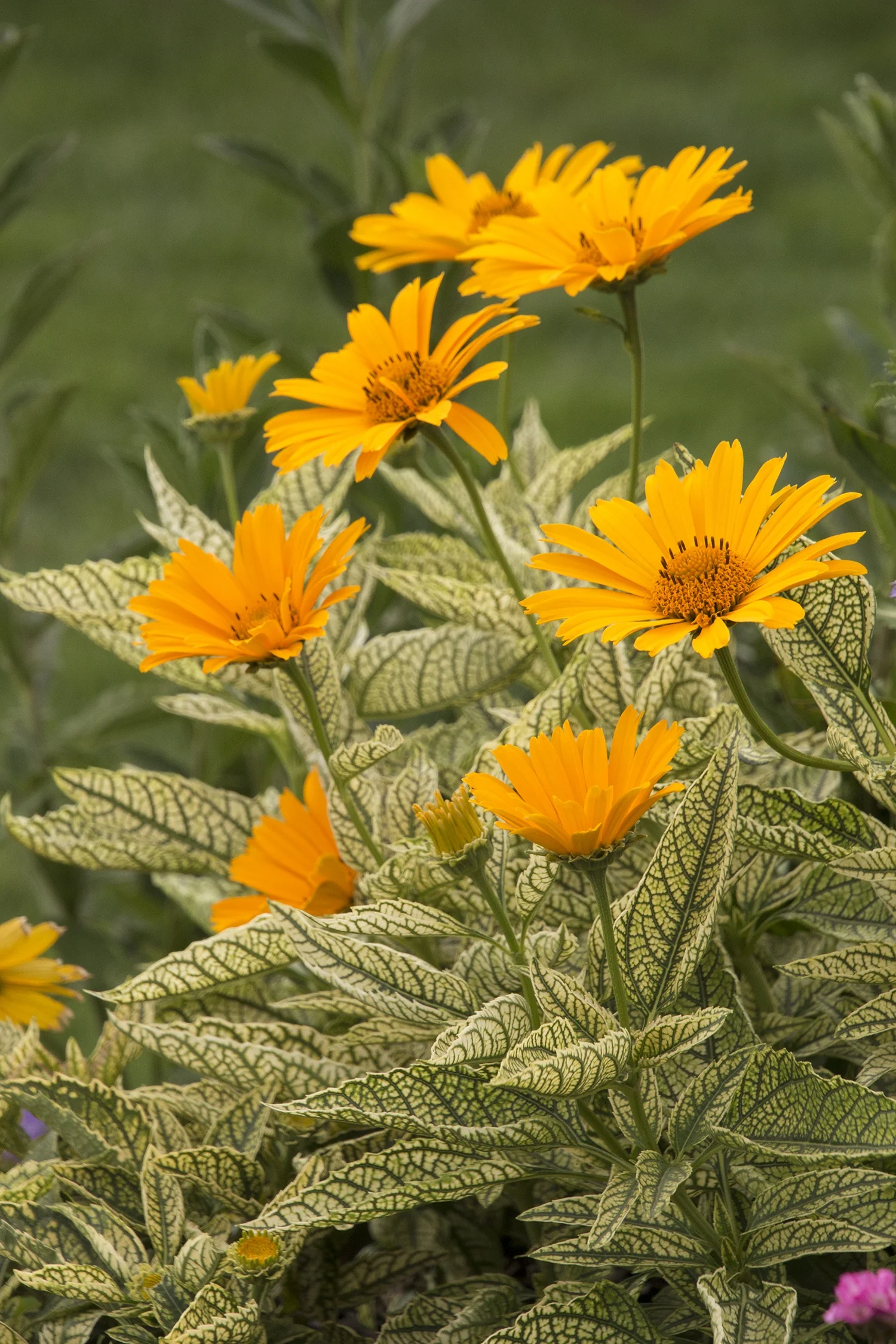 Sunstruck Oxeye Sunflower 3 Sunstruck Oxeye Sunflower