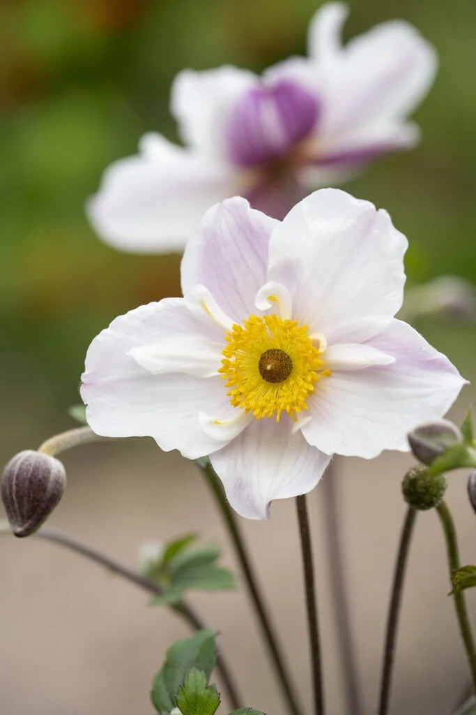 Dainty Swan Anemone 1 Dainty Swan Anemone