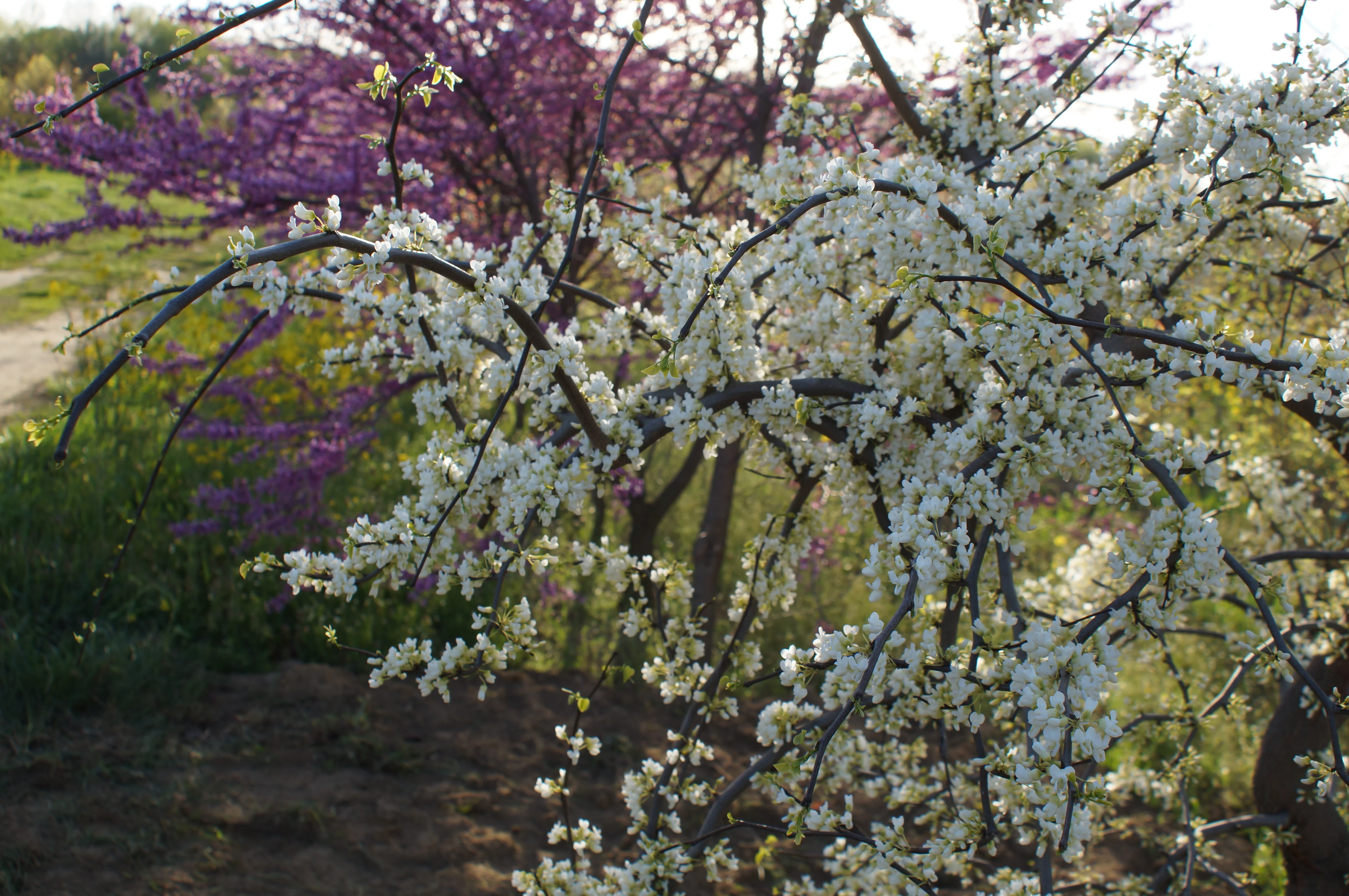 Vanilla Twist Weeping Redbud 2 Vanilla Twist Weeping Redbud