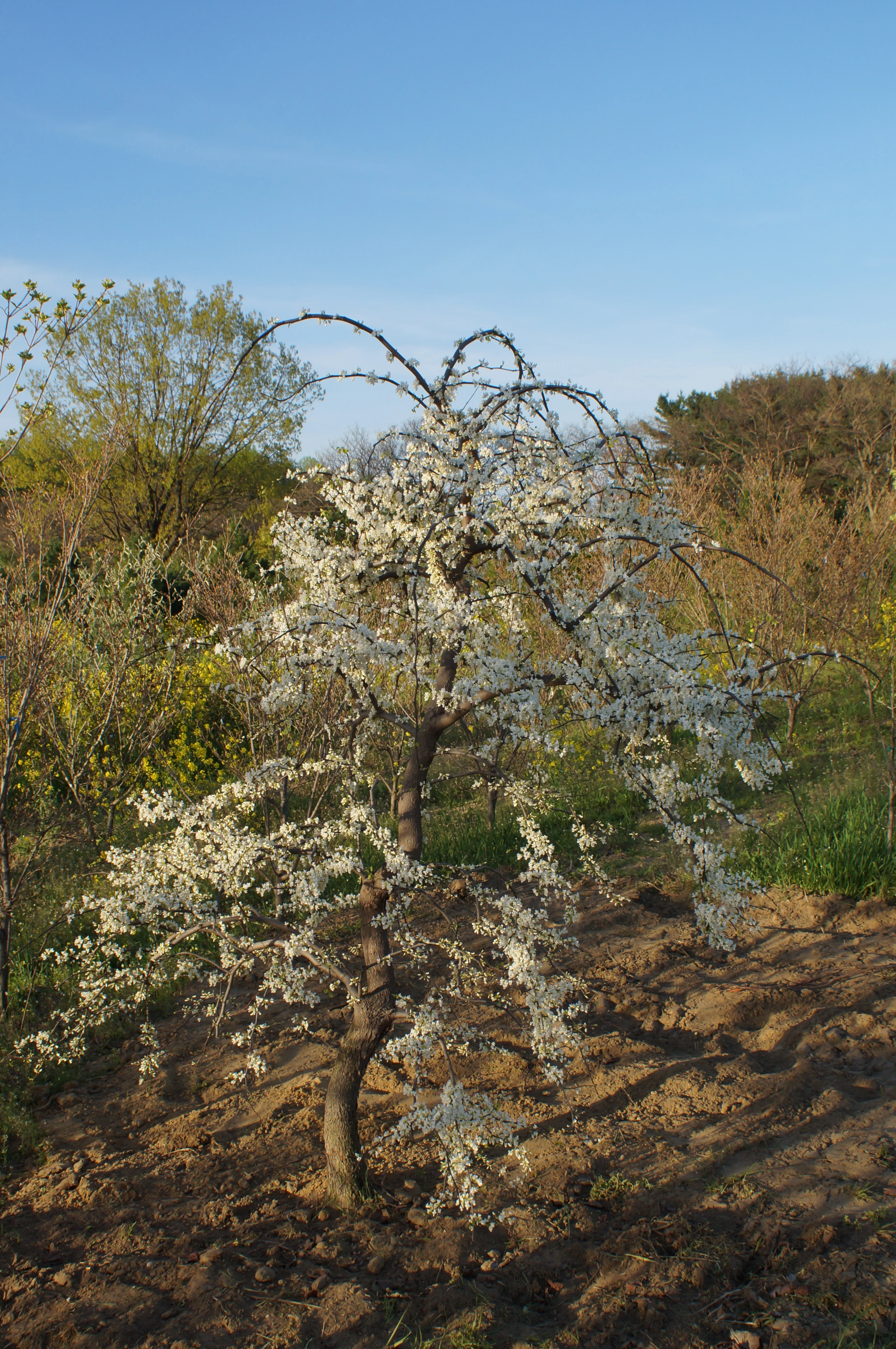 Vanilla Twist Weeping Redbud 3 Vanilla Twist Weeping Redbud