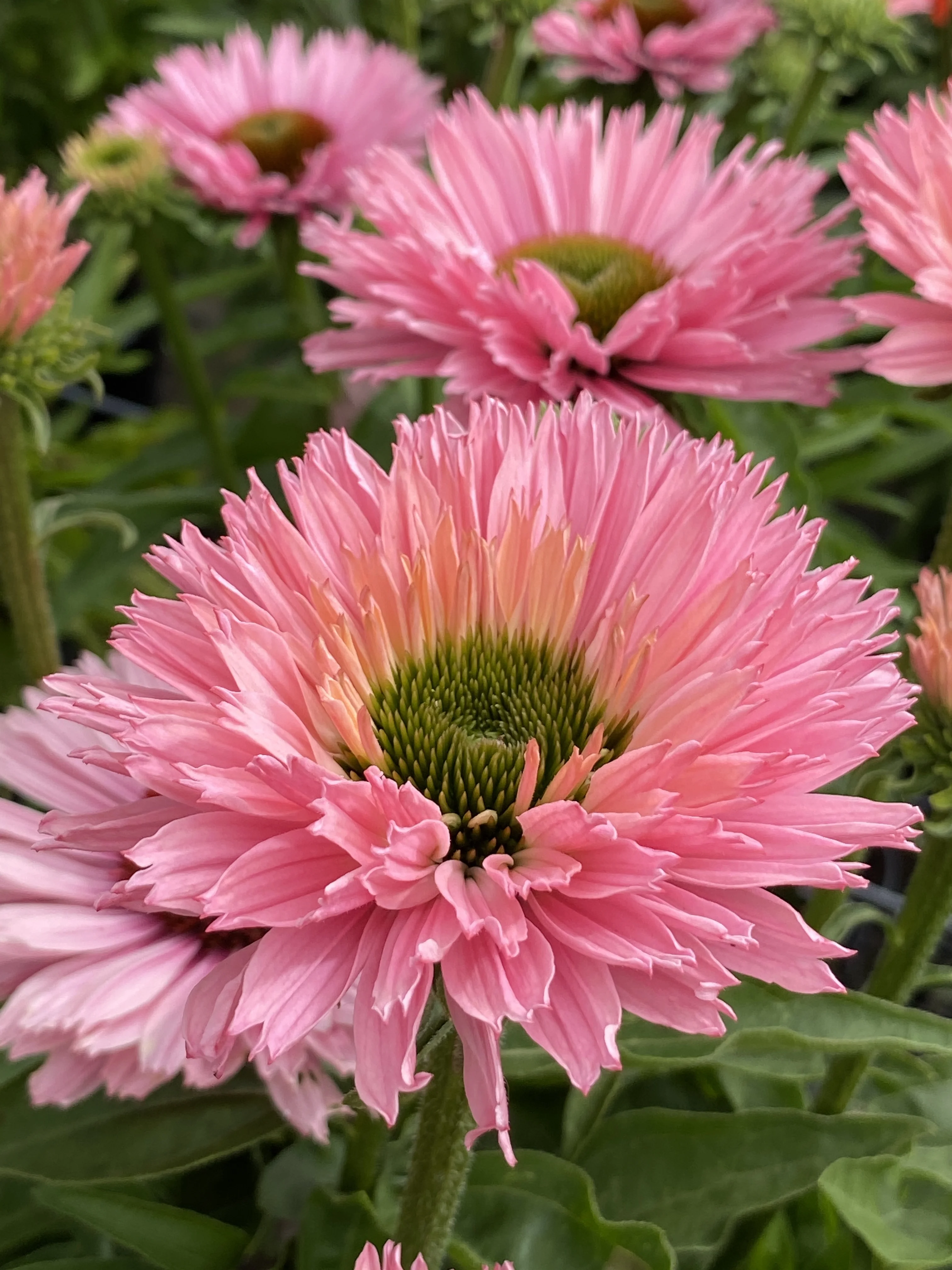SunSeekers® Salmon Cone Flower 3 SunSeekers® Salmon Cone Flower