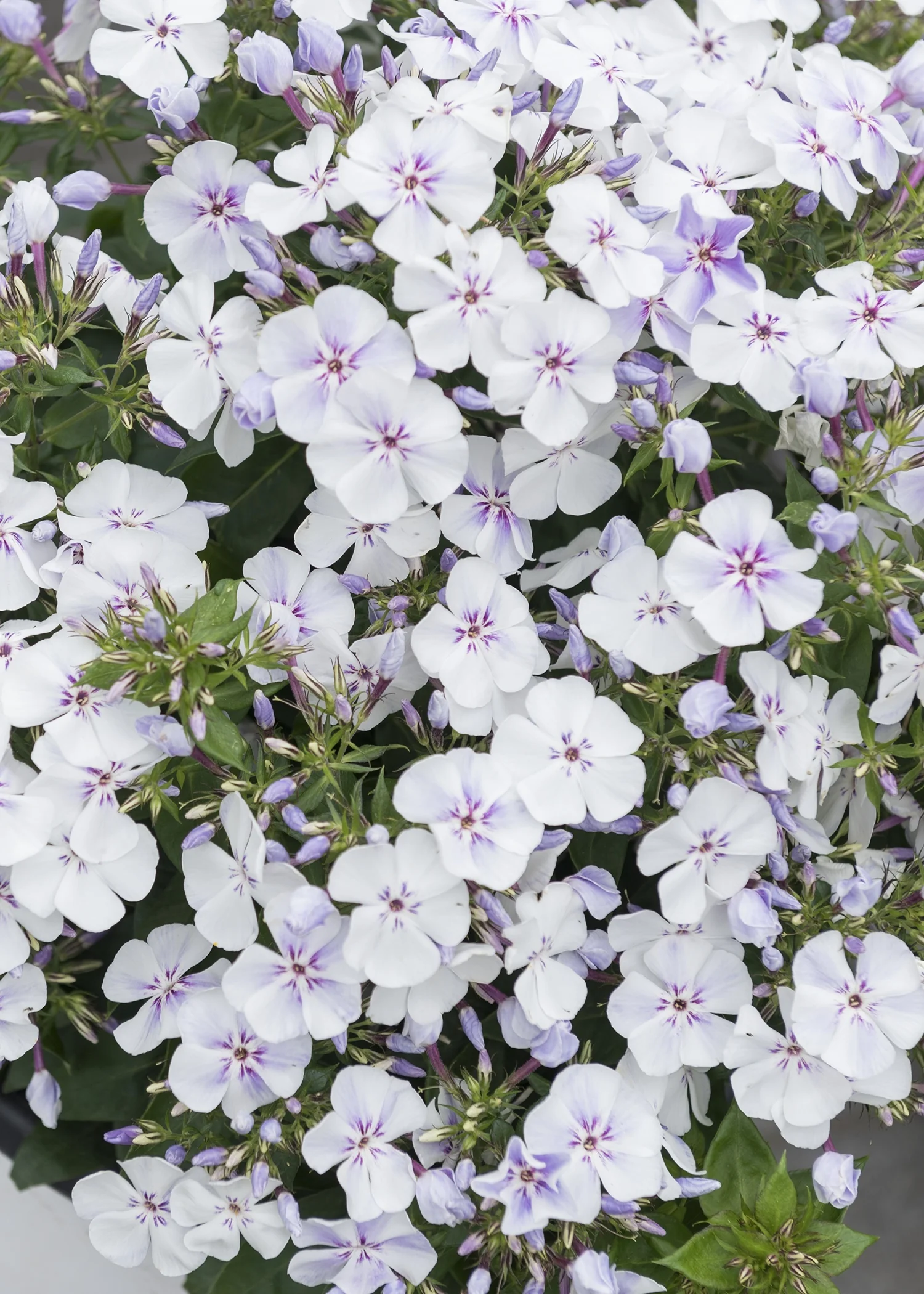 Flame® Light Blue Garden Phlox 1 Flame® Light Blue Garden Phlox