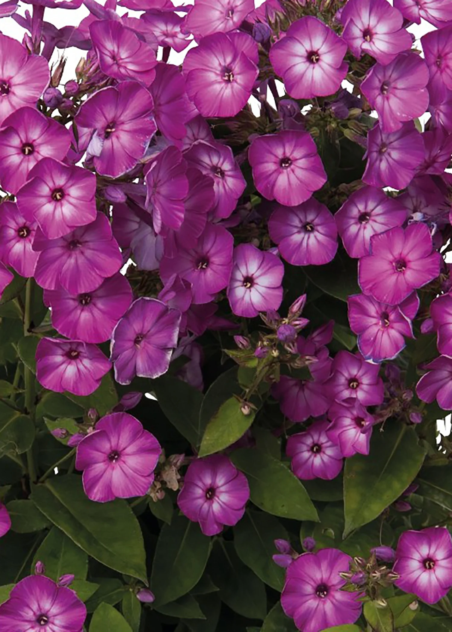 Flame® Purple Eye Garden Phlox 2 Flame® Purple Eye Garden Phlox