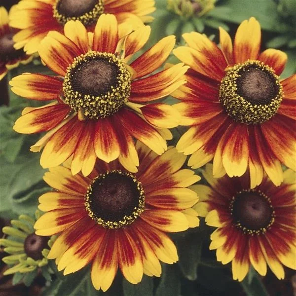Toto® Rustic Black-Eyed Susan 3 Toto® Rustic Black-Eyed Susan