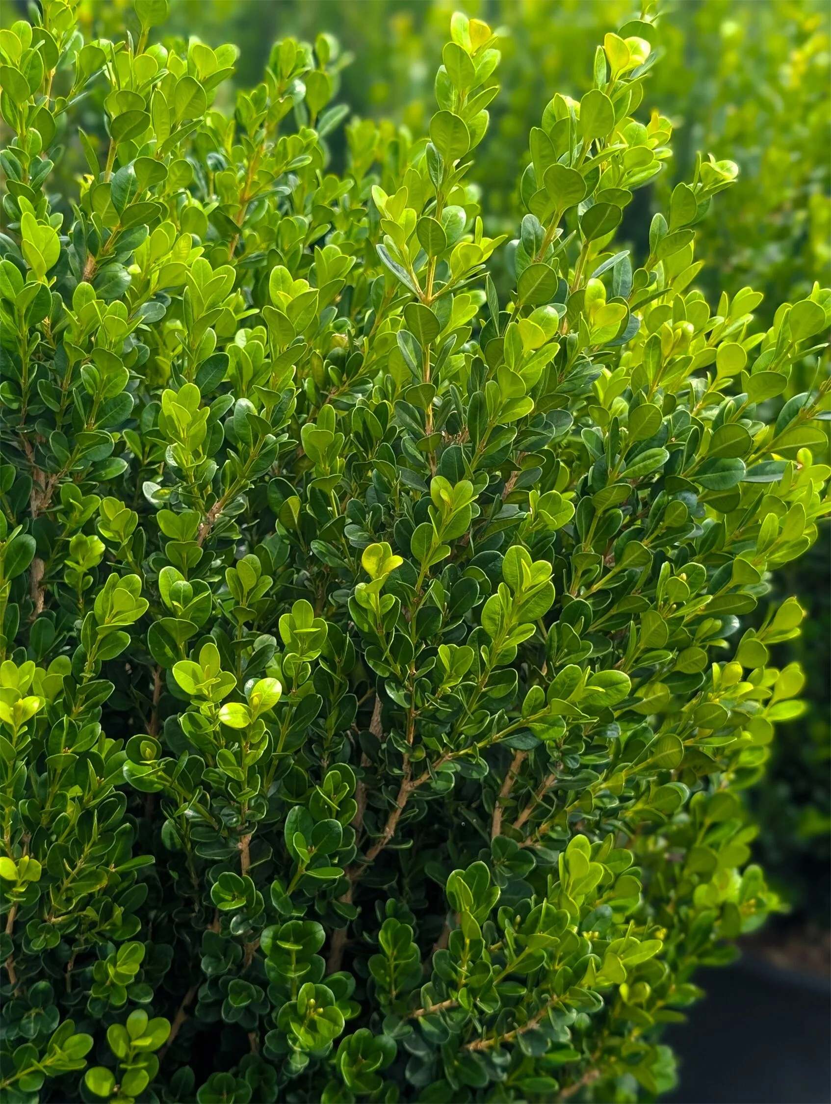 Winter Rocket Boxwood 1 Winter Rocket Boxwood