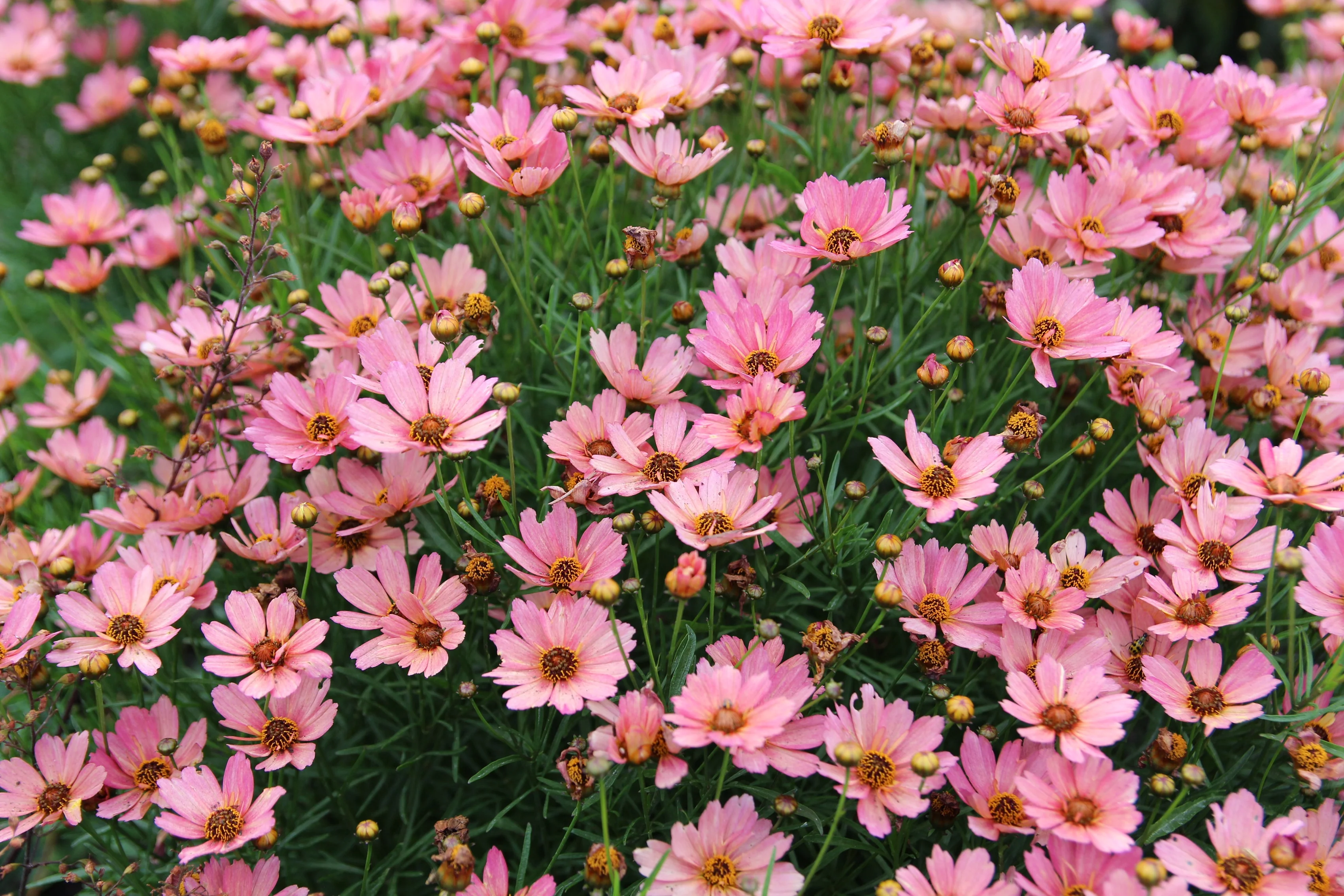 Nova® Sunstone Coreopsis 1 Nova® Sunstone Coreopsis