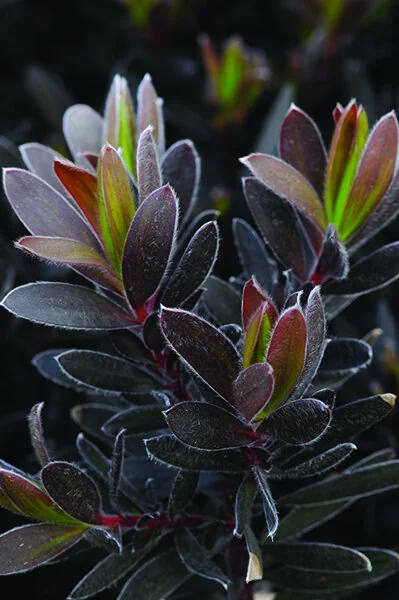 Ebony Conebush 1 Ebony Conebush