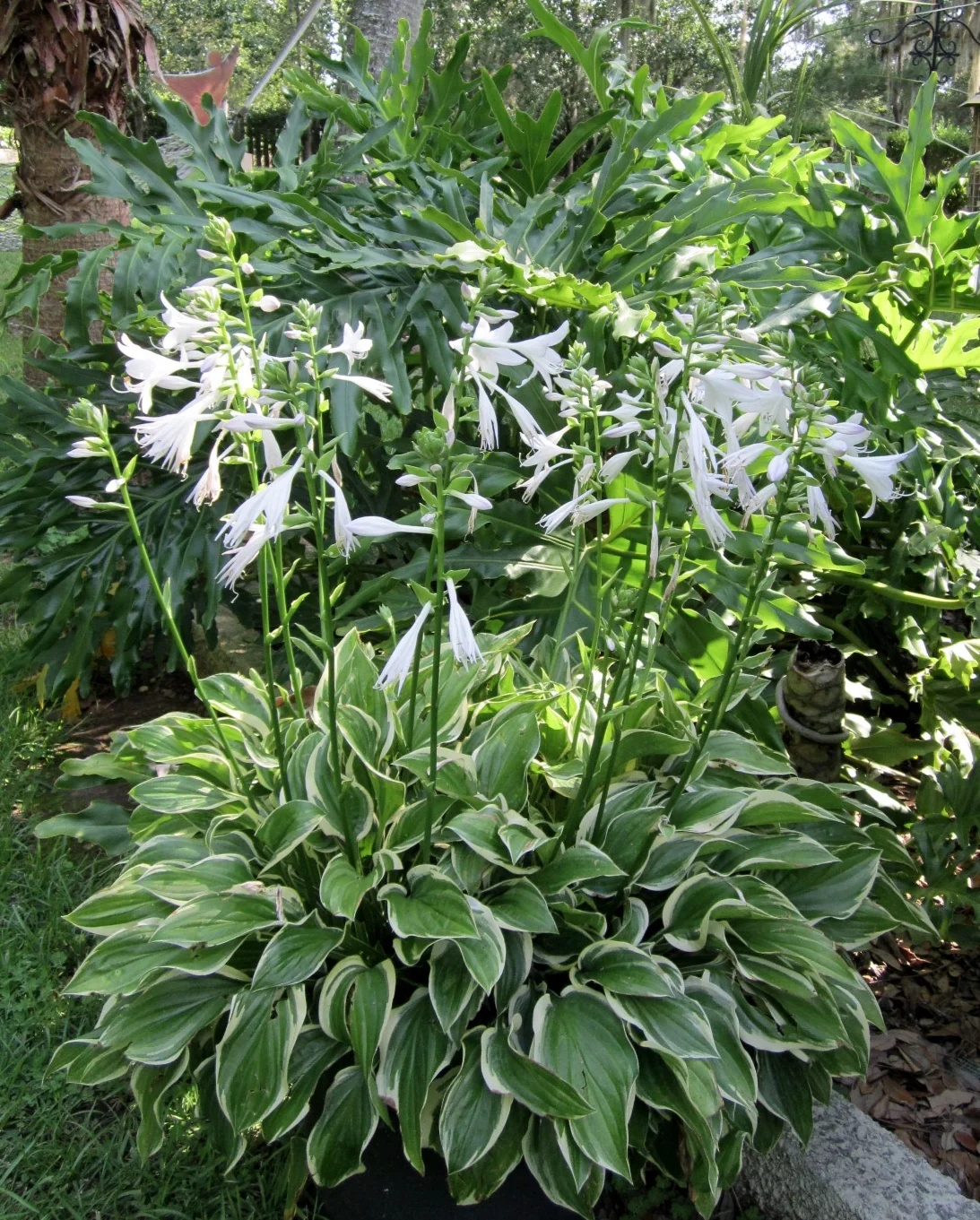 SunHosta™ Hosta