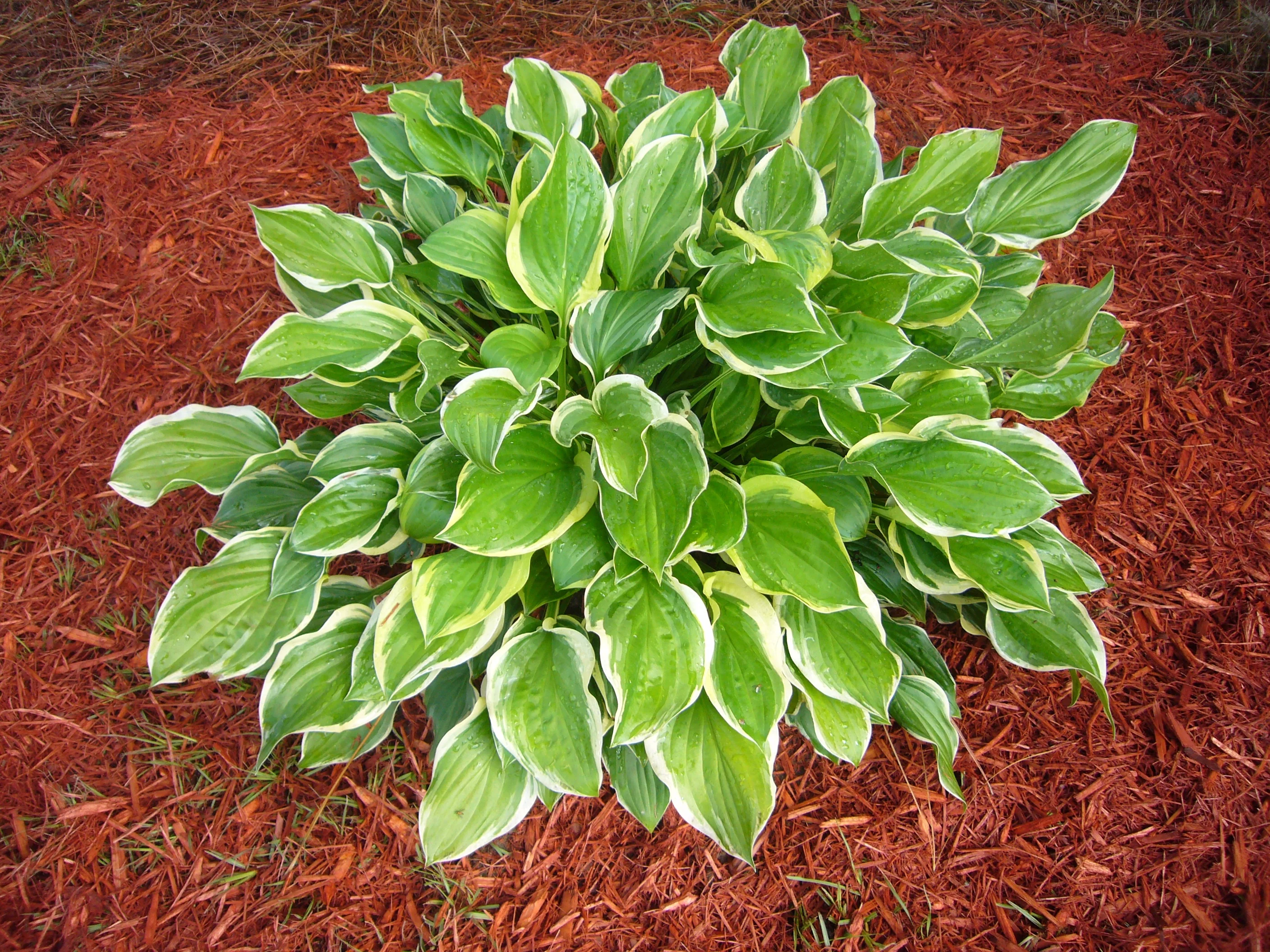 SunHosta™ Hosta