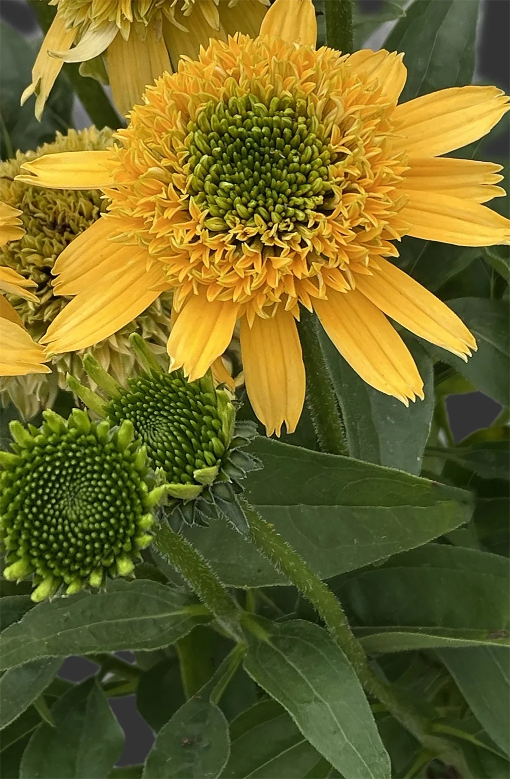 SunMagic™ Double Yellow Coneflower