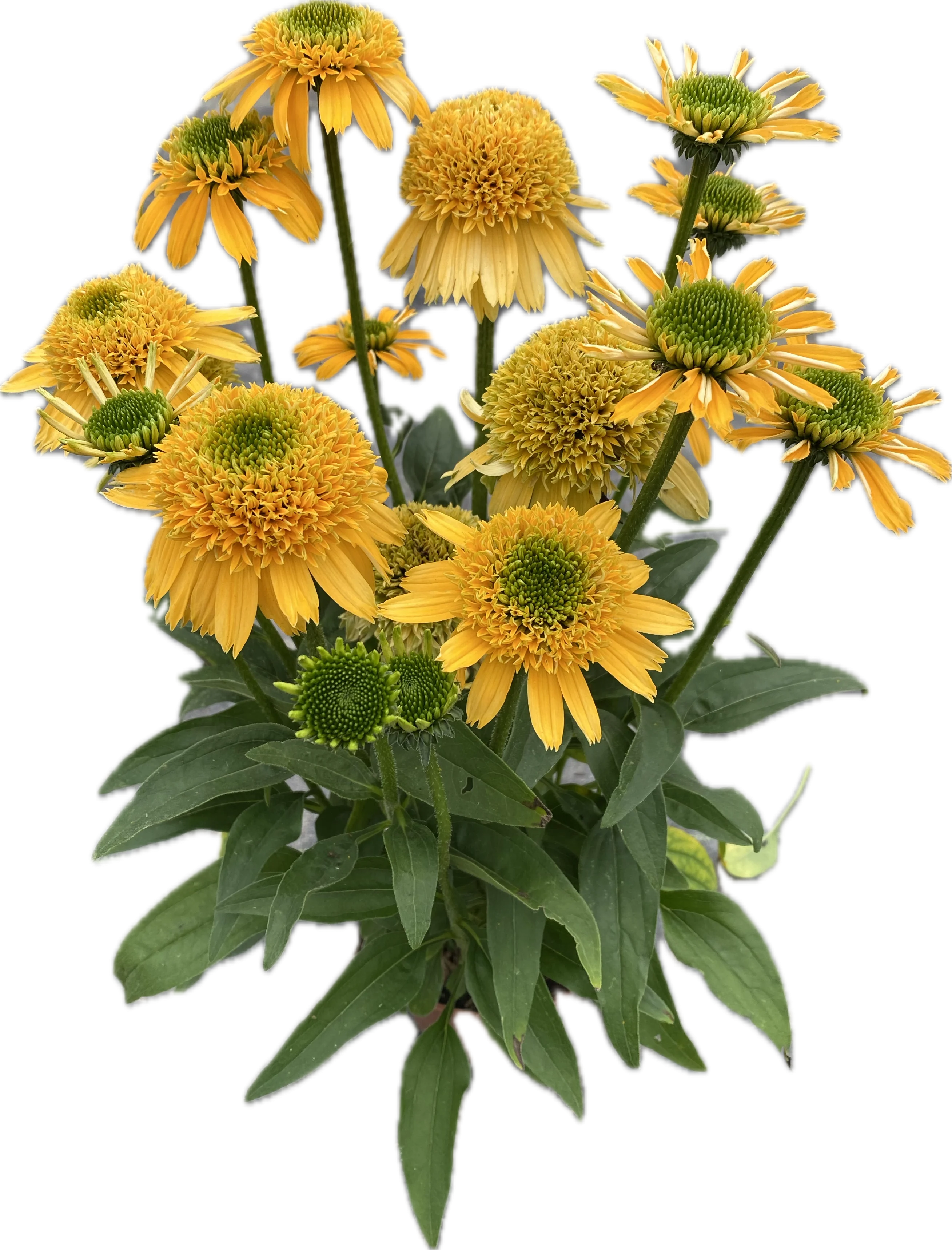 SunMagic™ Double Yellow Coneflower