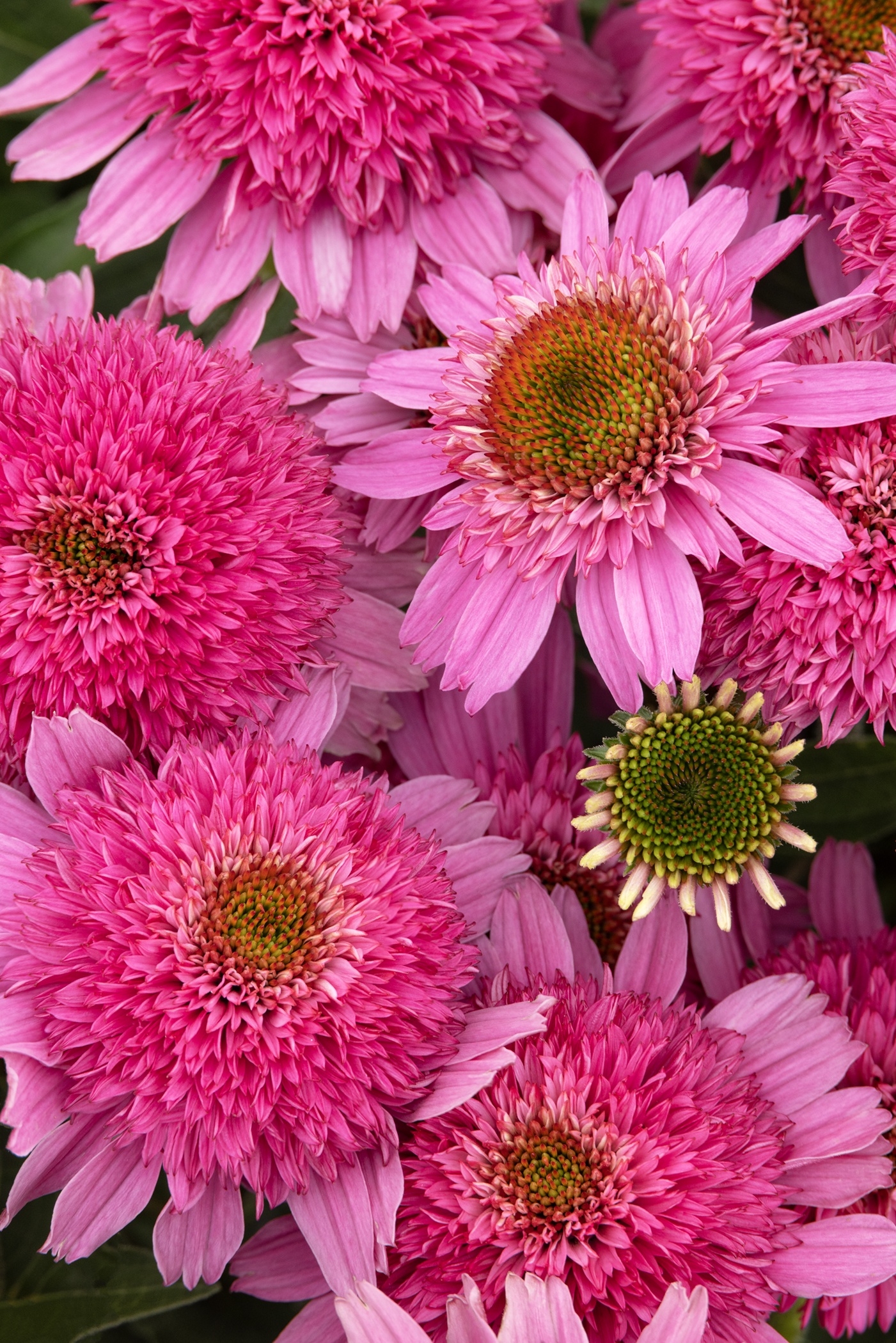SunMagic™ Double Hot Pink Coneflower