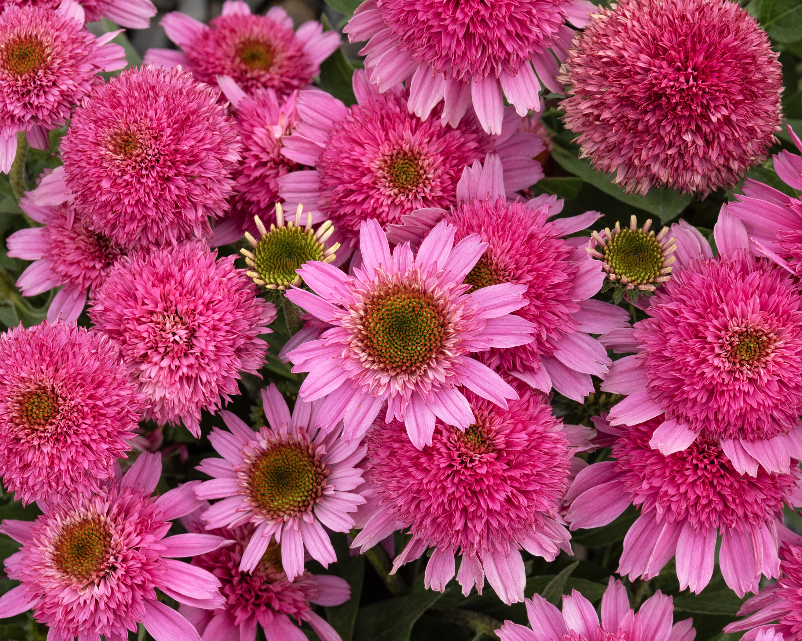 SunMagic™ Double Hot Pink Coneflower