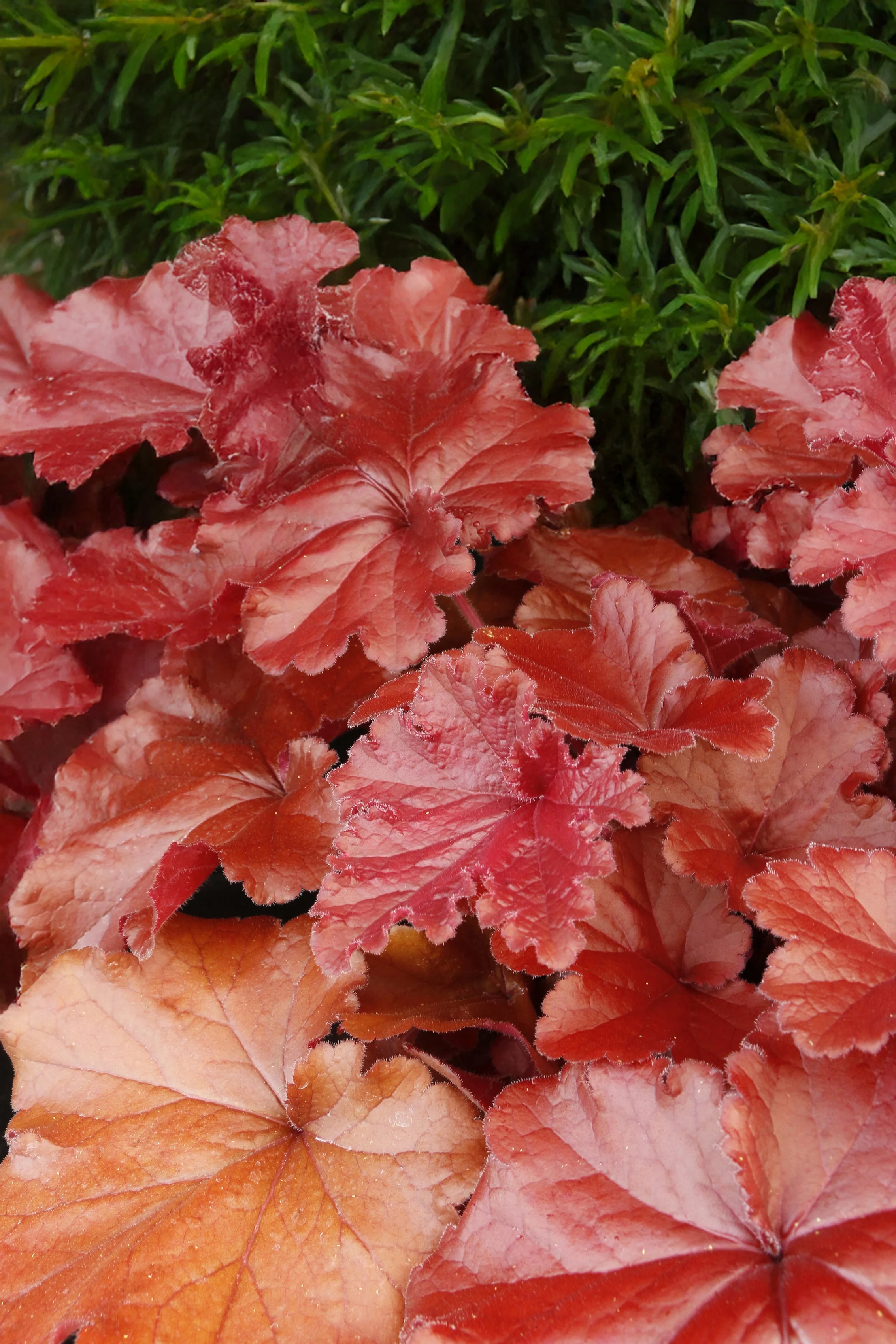 Grande™ Carnelian Heuchera 2 Grande™ Carnelian Heuchera