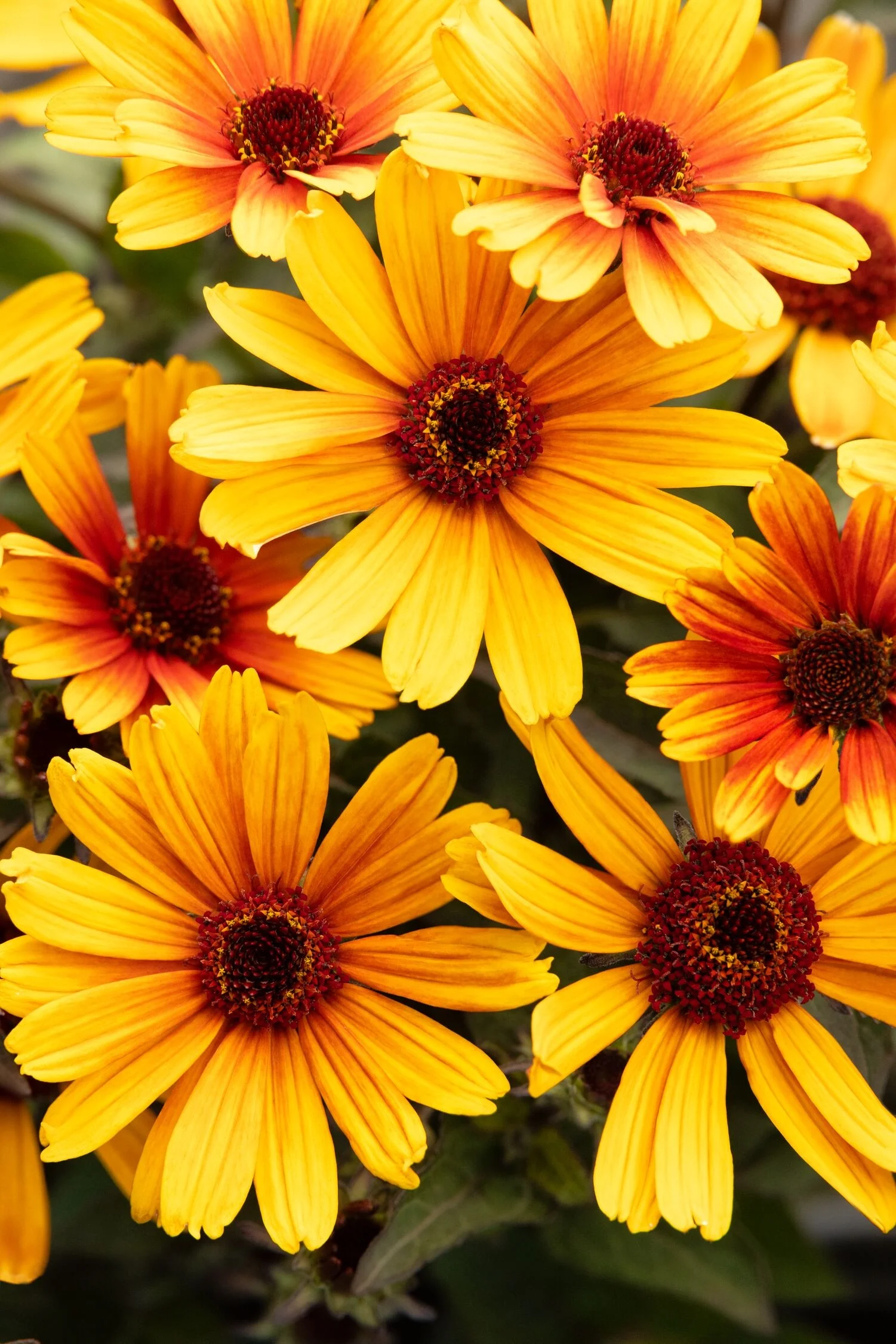 Bacio del Sole Oxeye Sunflower