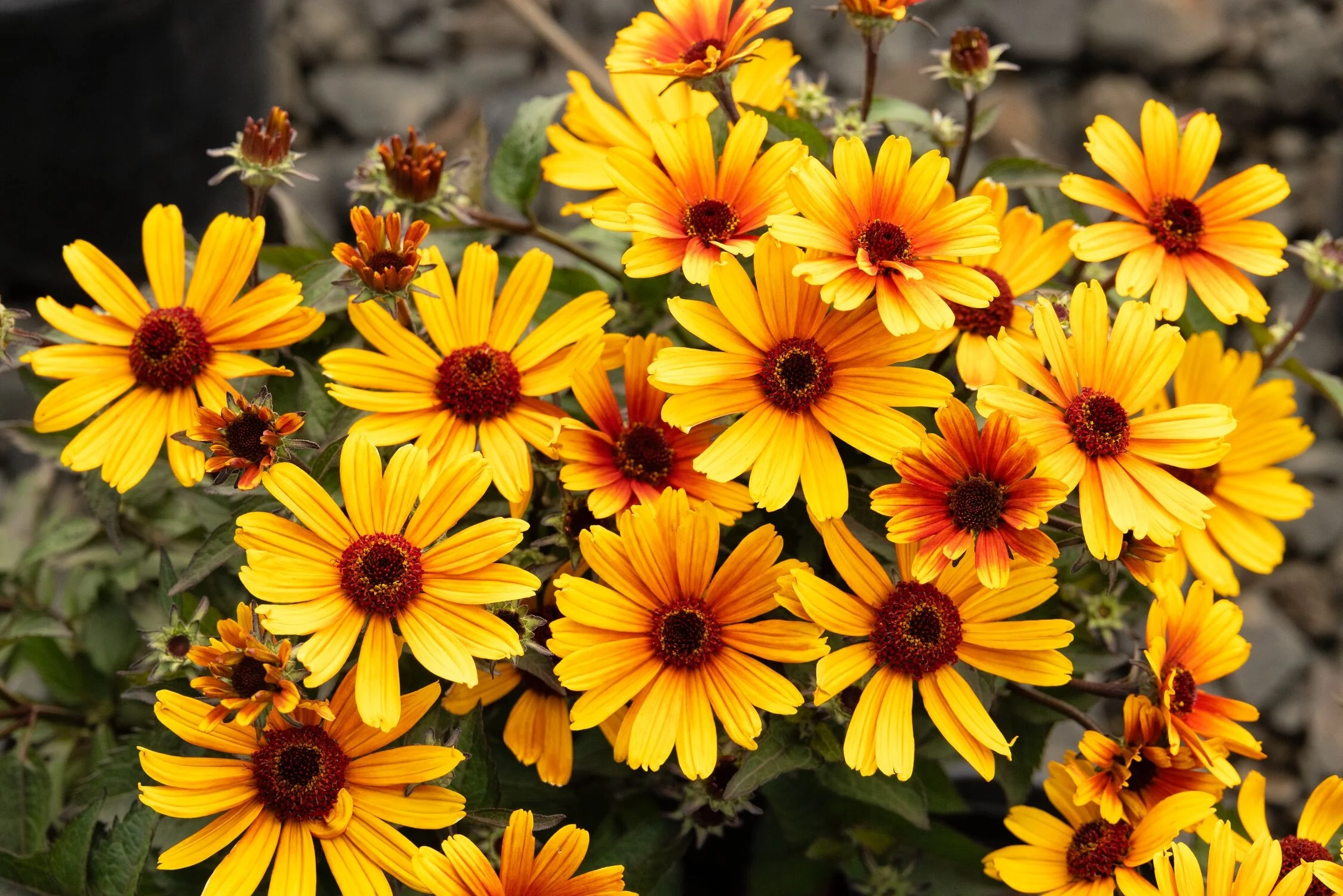 Bacio del Sole Oxeye Sunflower