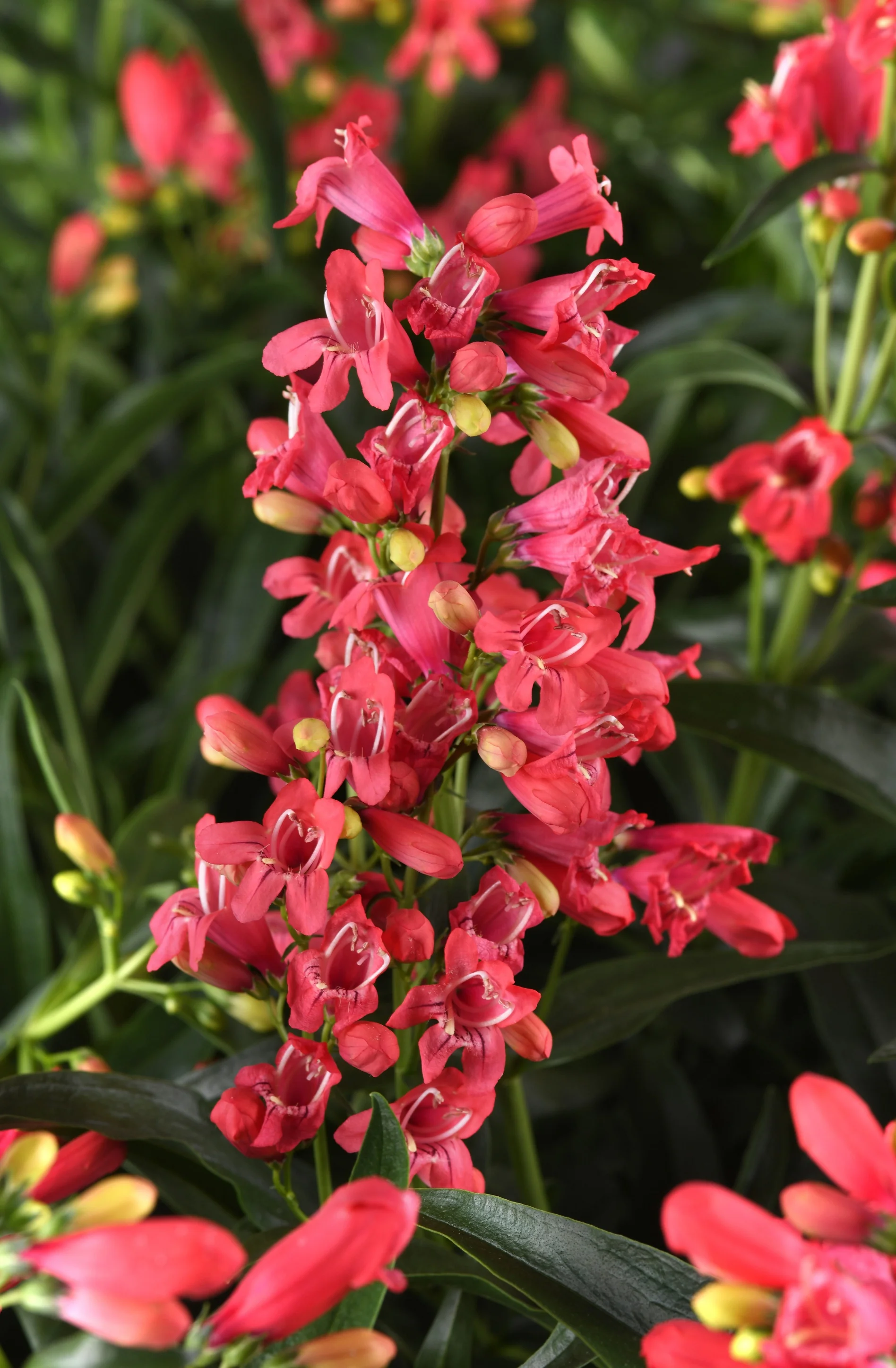 Rock Candy® Coral Beardtongue 3 Rock Candy® Coral Beardtongue
