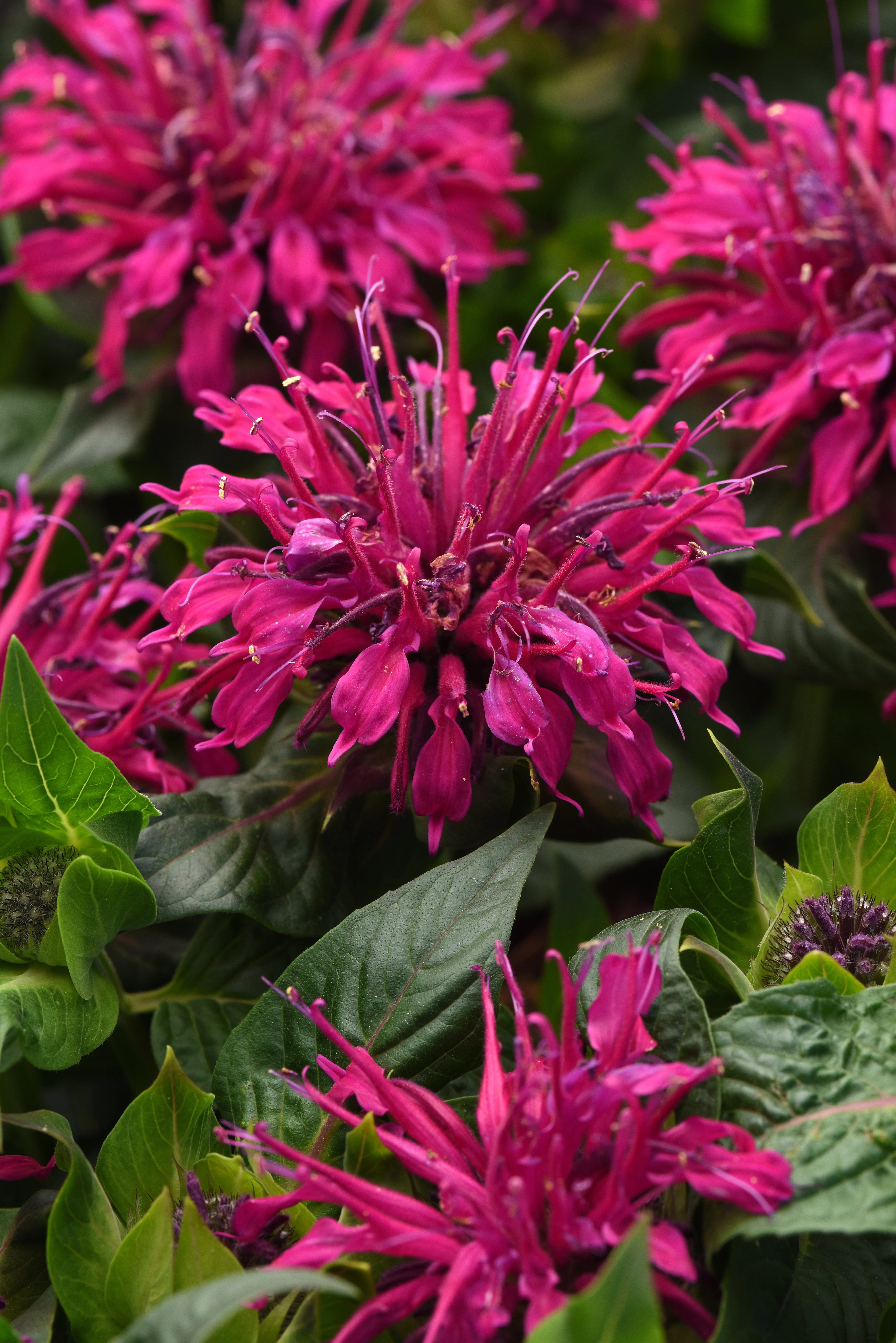 BeeMine™ Purple Bee Balm
