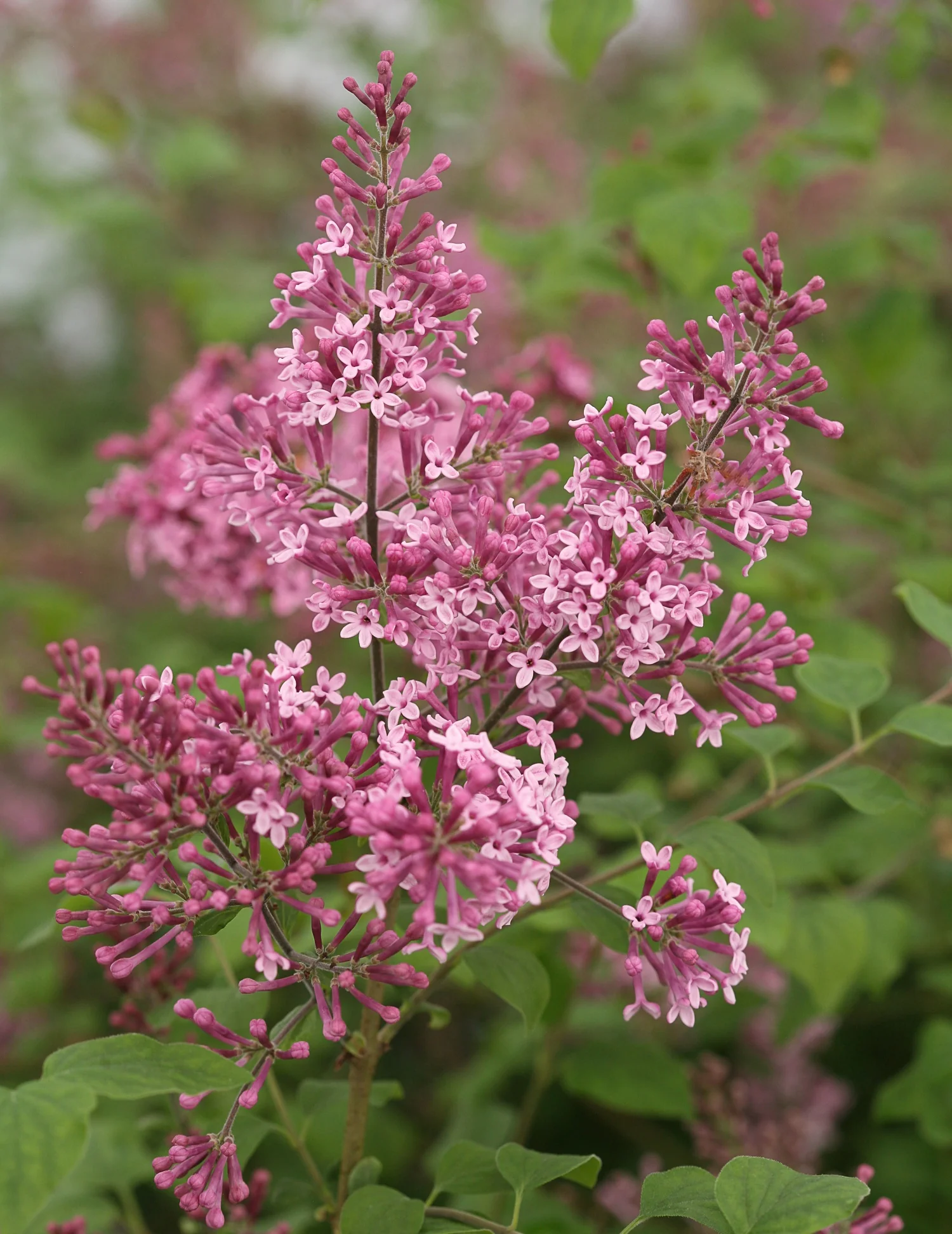 Bloomerang® Pink Perfume Lilac