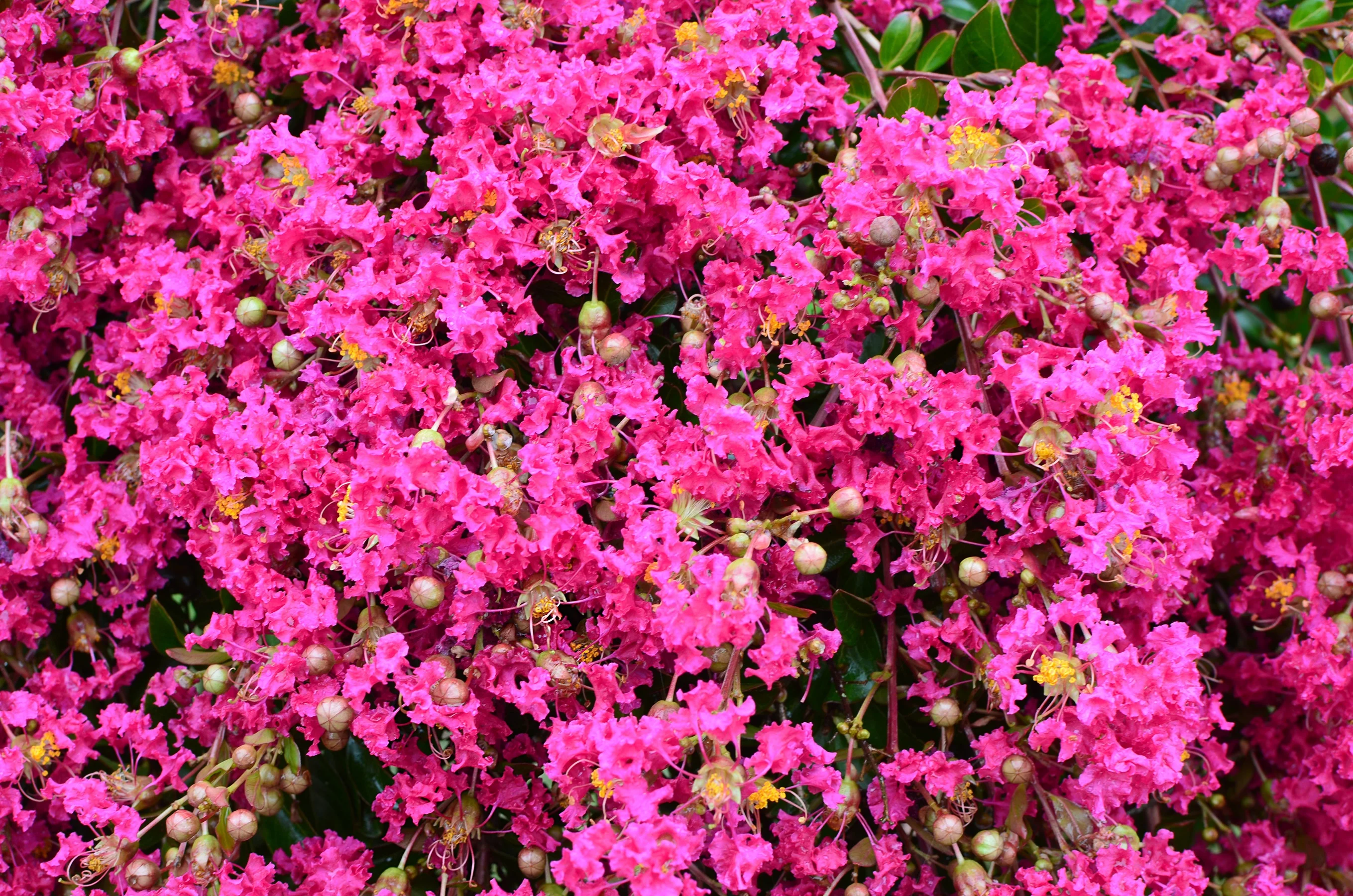 Mimie® Fuchsia Crape Myrtle