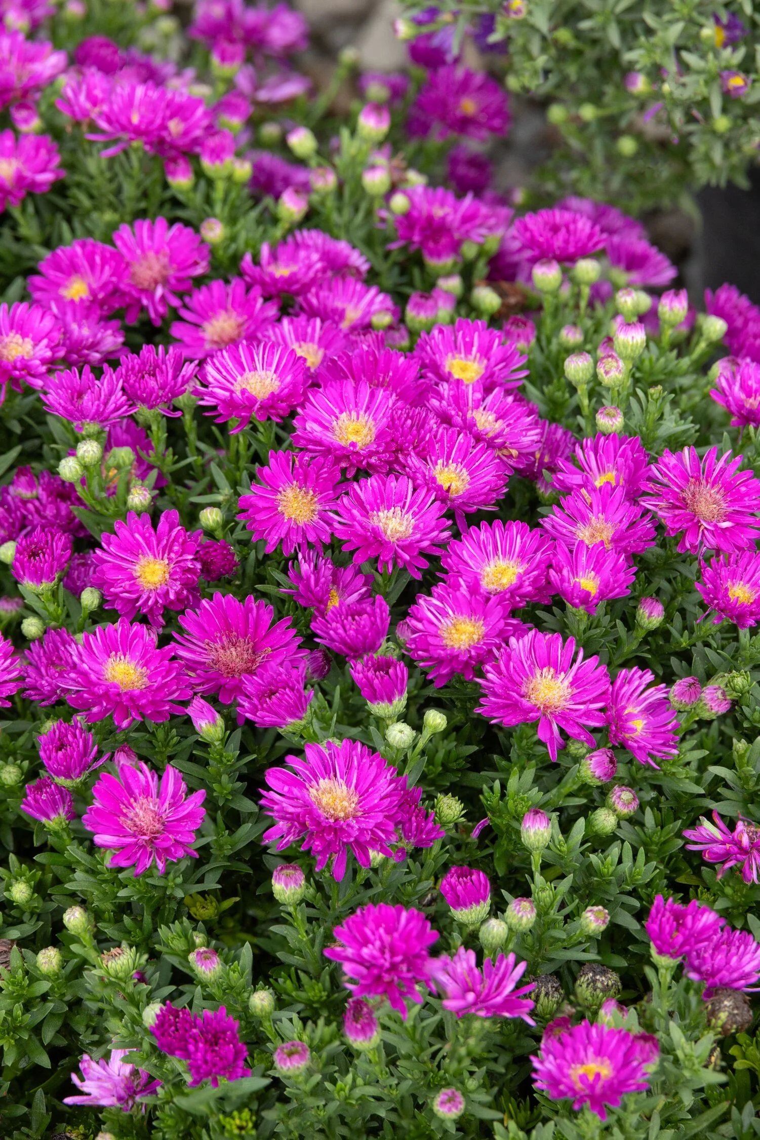 Aurora Purple Aster 1 Aurora Purple Aster