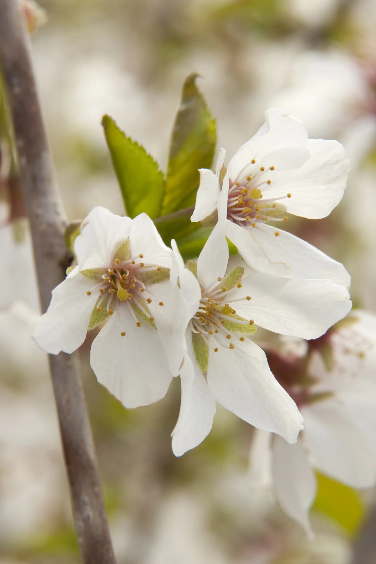 Snow Fountains® Weeping Cherry 2 Snow Fountains® Weeping Cherry