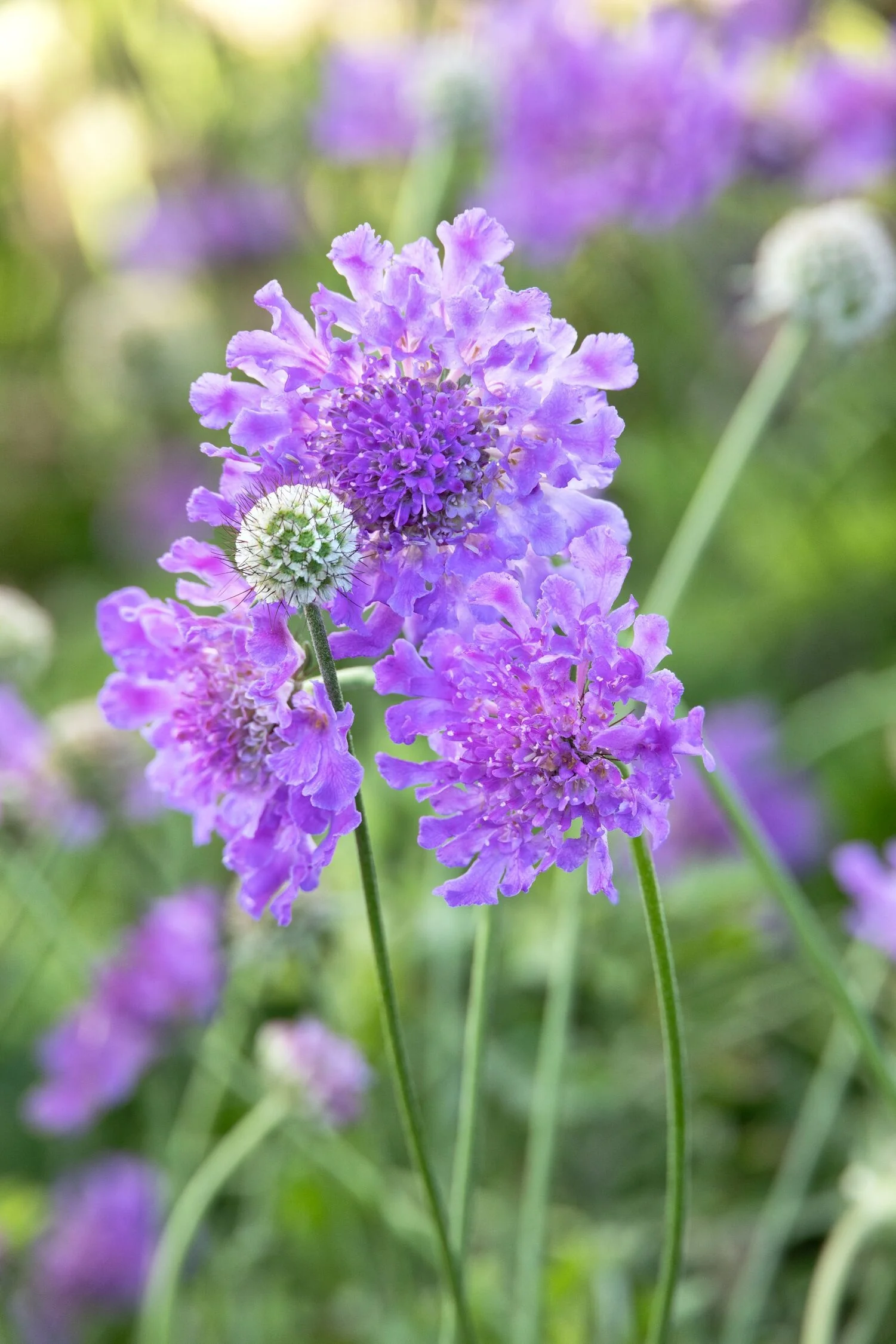 Laurie Pincushion Flower 4 Laurie Pincushion Flower