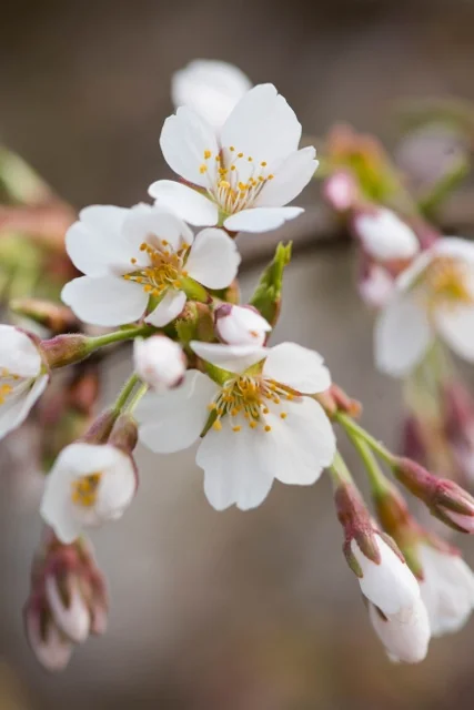 Weeping Flowering Cherry (36 inch graft) 3 Weeping Flowering Cherry (36 inch graft)