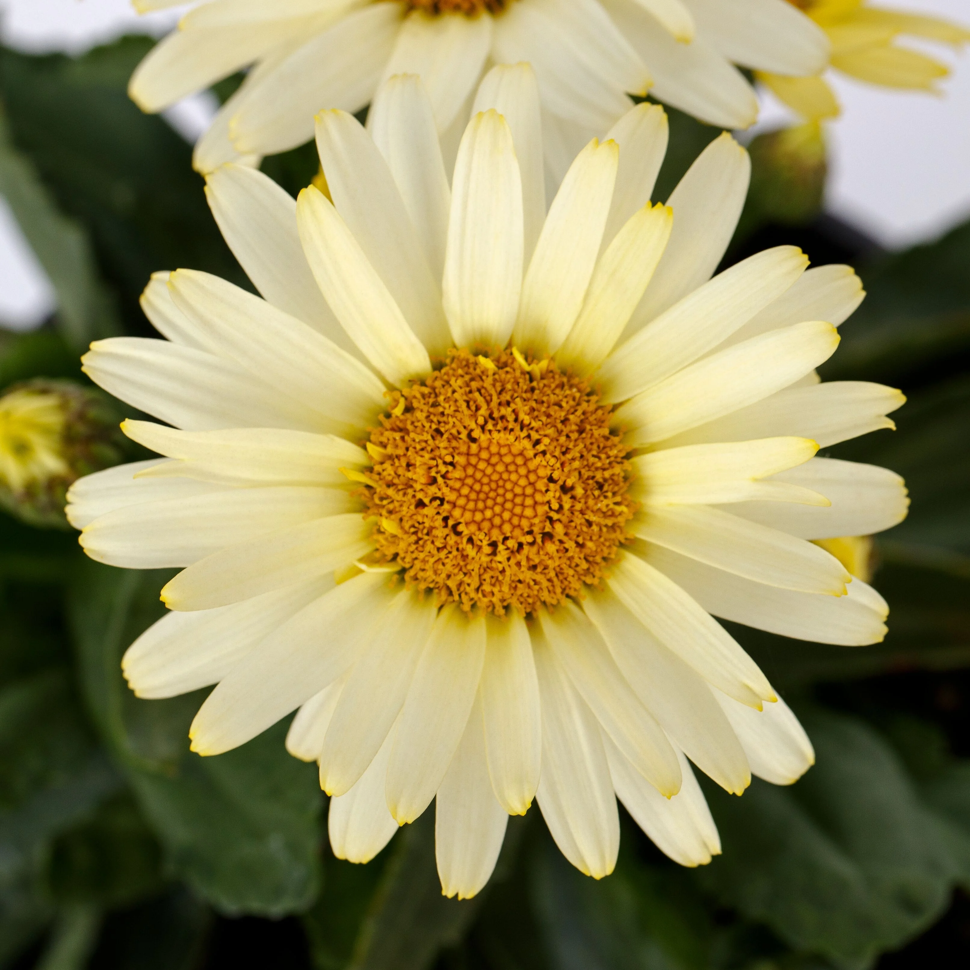 Western Star™ Capricorn Shasta Daisy 1 Western Star™ Capricorn Shasta Daisy