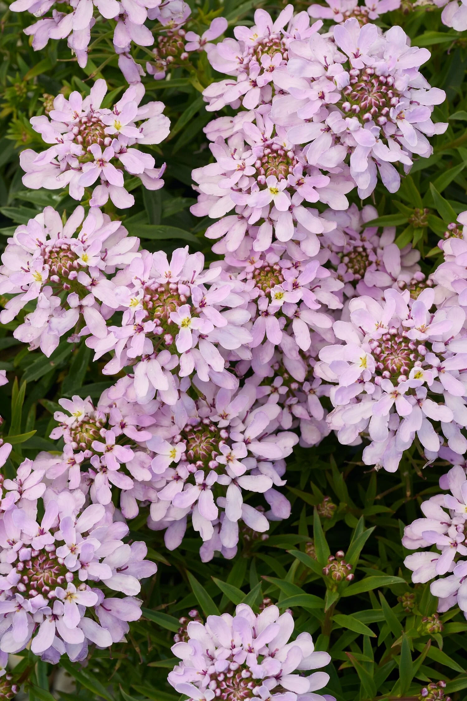 Arielle™ Pink Candytuft 2 Arielle™ Pink Candytuft