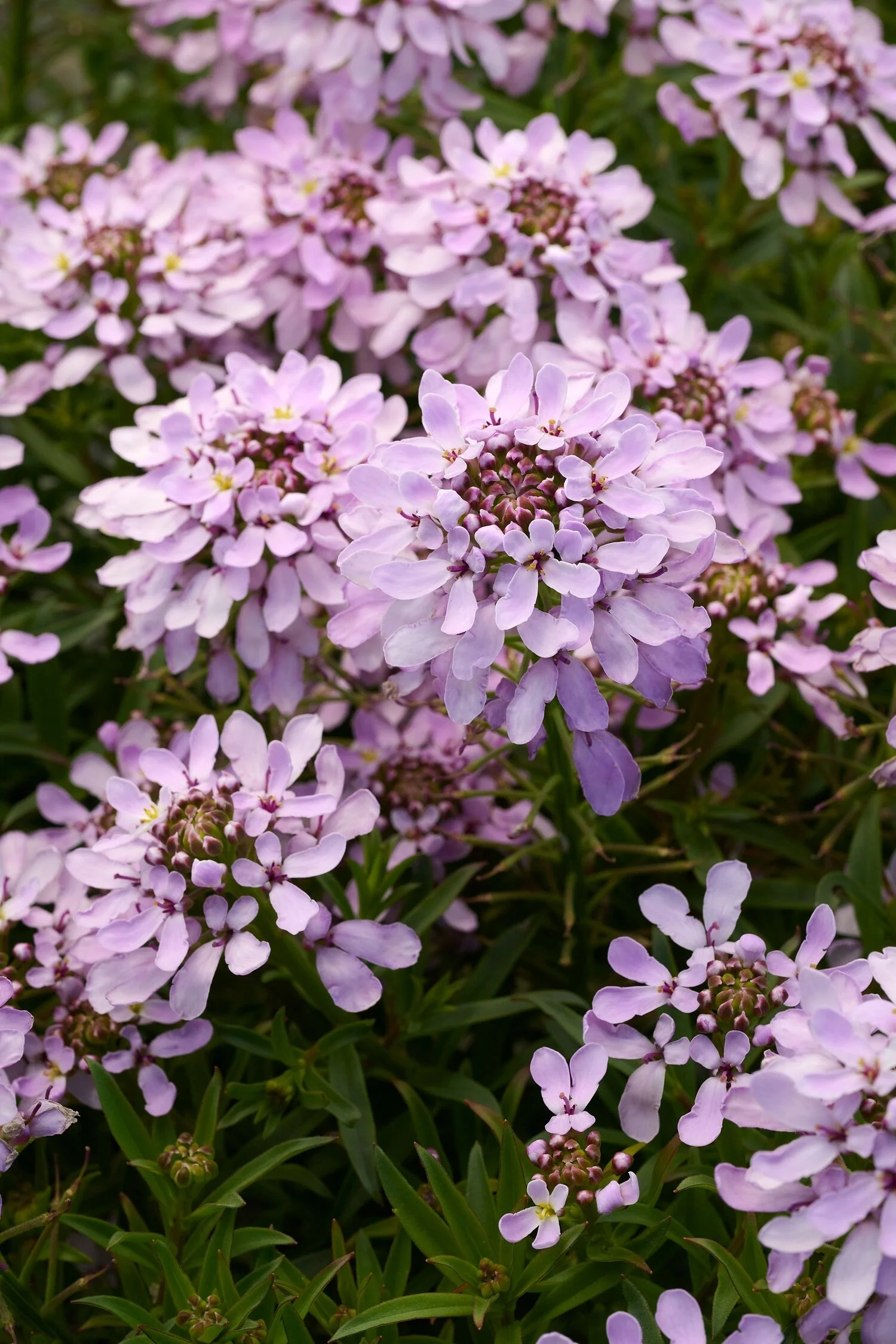 Arielle™ Pink Candytuft
