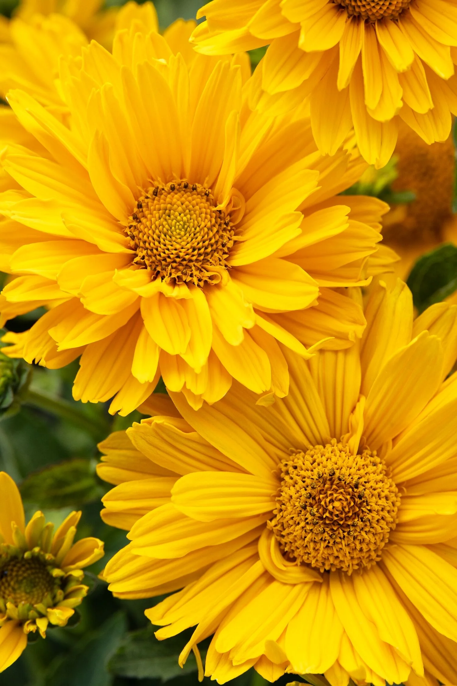 Sole Giatto Oxeye Sunflower 1 Sole Giatto Oxeye Sunflower