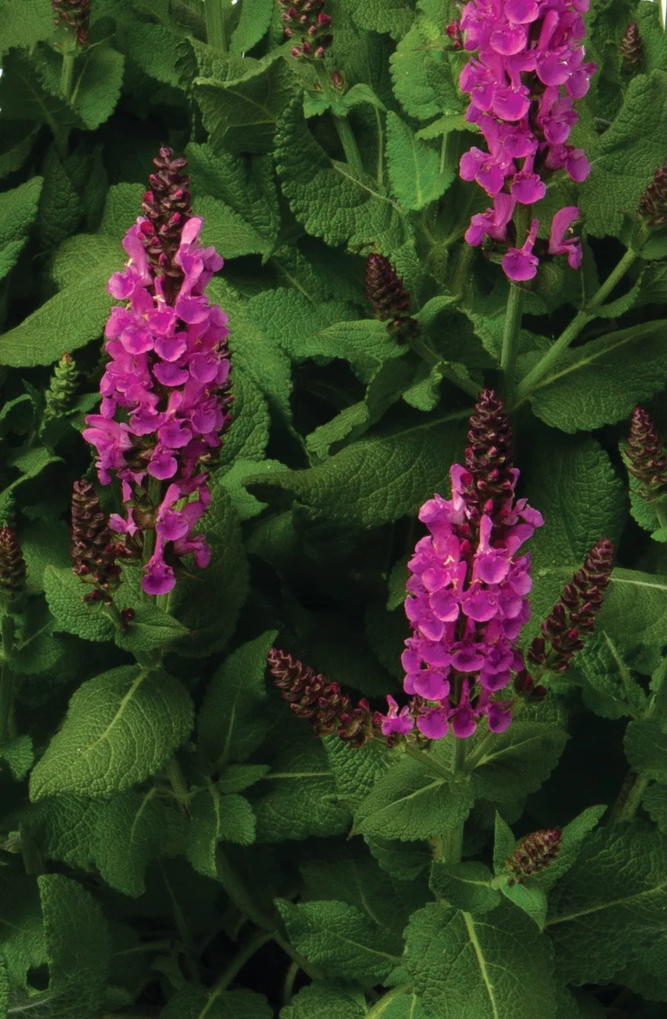Noble Princess Meadow Sage 2 Noble Princess Meadow Sage