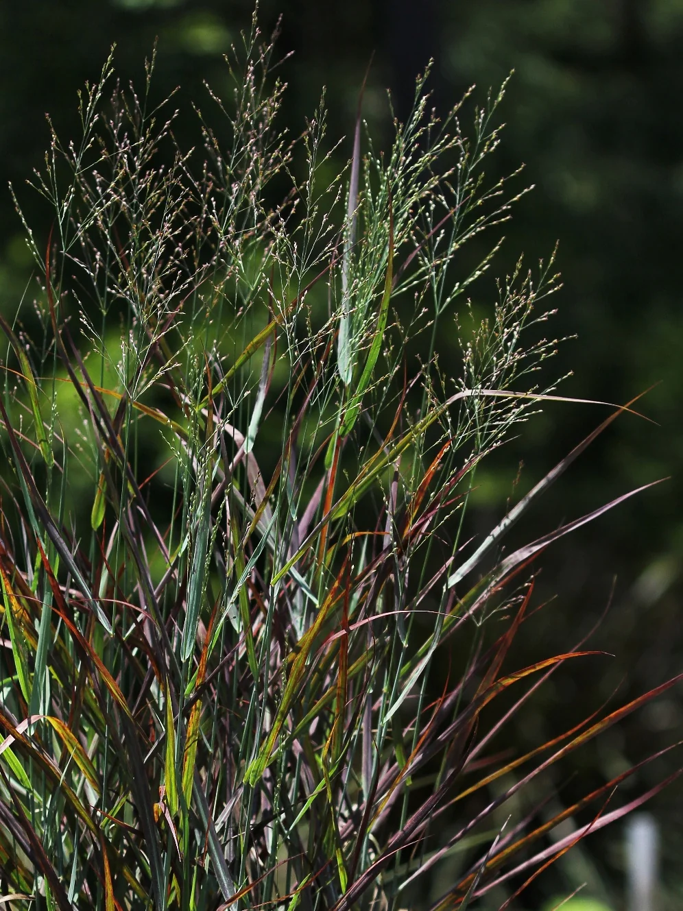 Hot Rod Switch Grass 3 Hot Rod Switch Grass