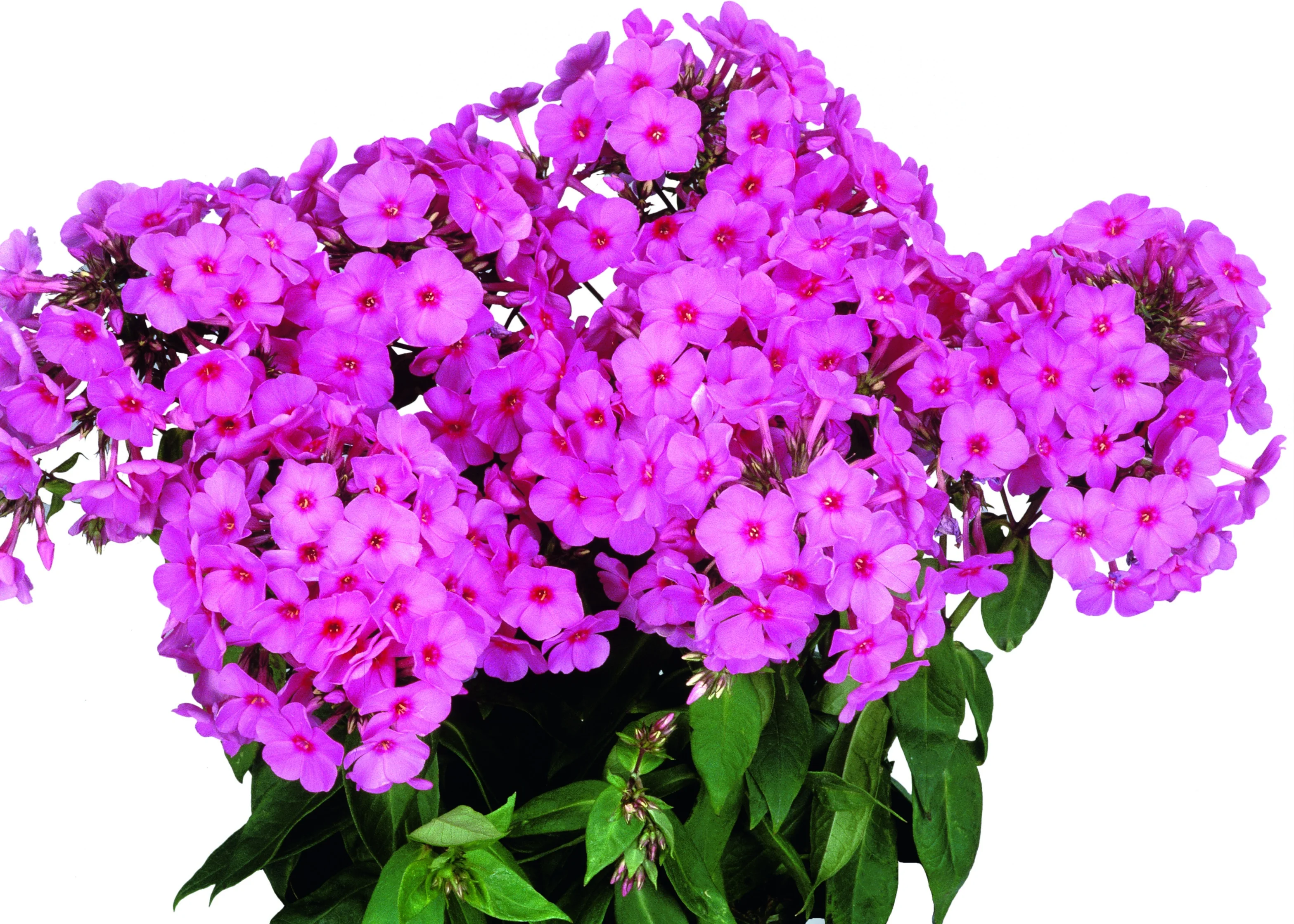 Flame® Pink Improved Garden Phlox 1 Flame® Pink Improved Garden Phlox
