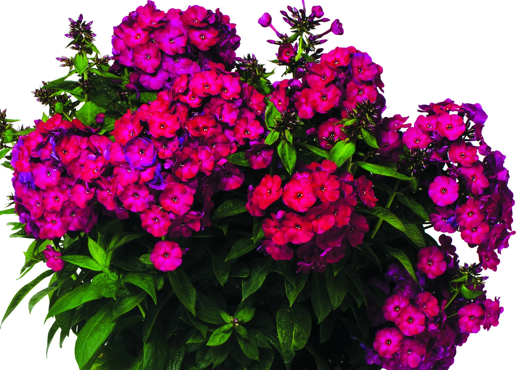 Flame® Bordeaux Red Garden Phlox 2 Flame® Bordeaux Red Garden Phlox