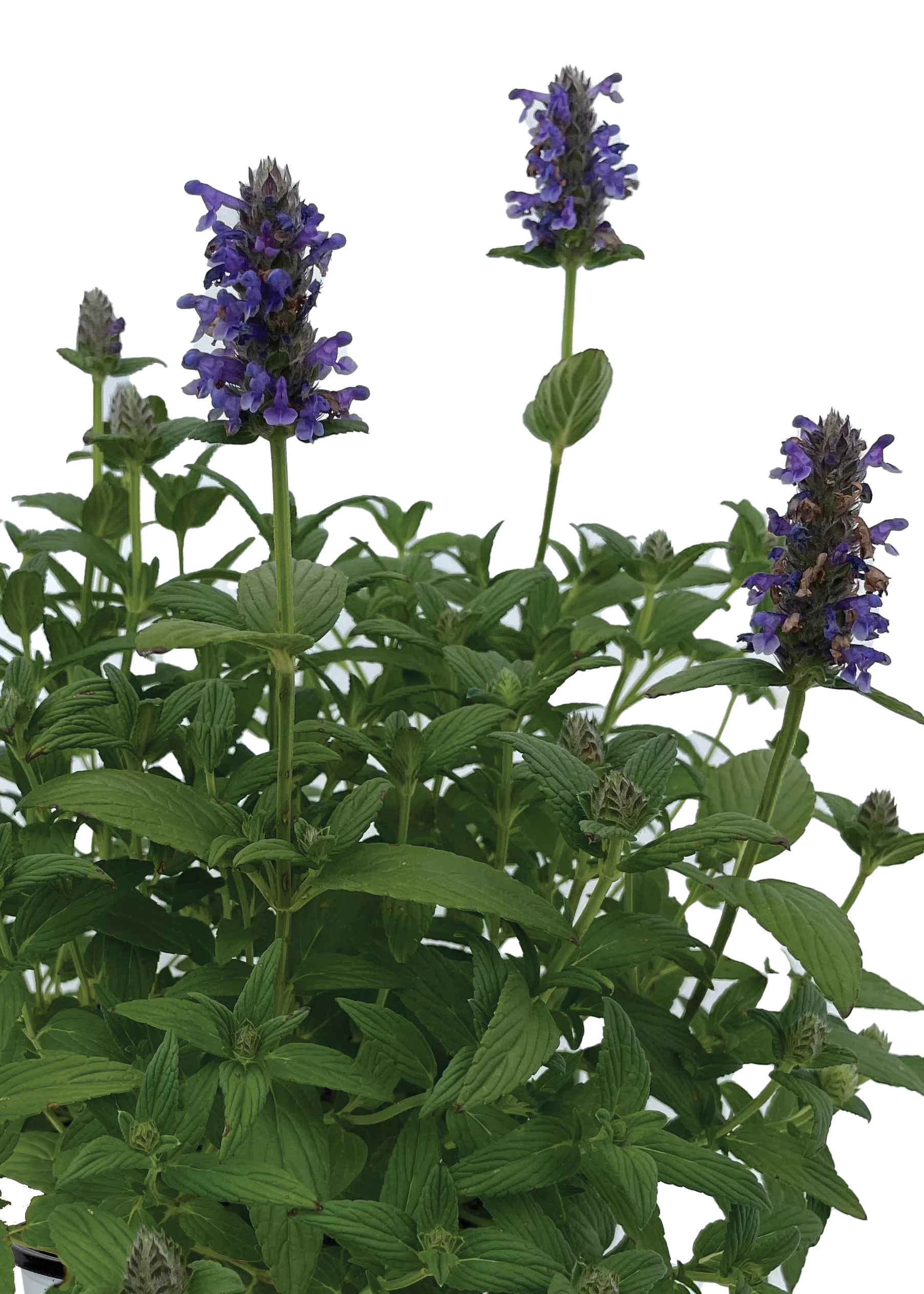 Tranquil Purple Catmint