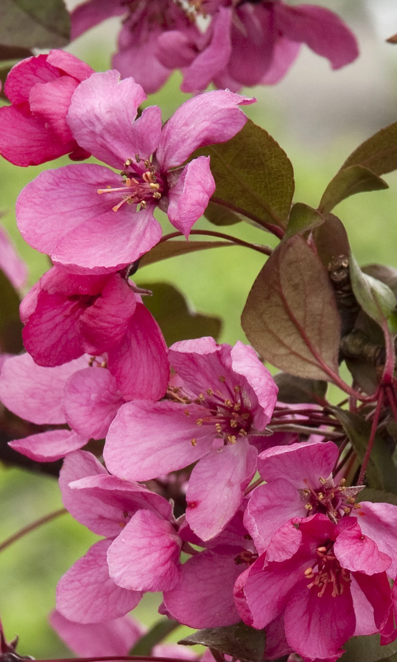 Royal Raindrops® Flowering Crabapple 9 Royal Raindrops® Flowering Crabapple