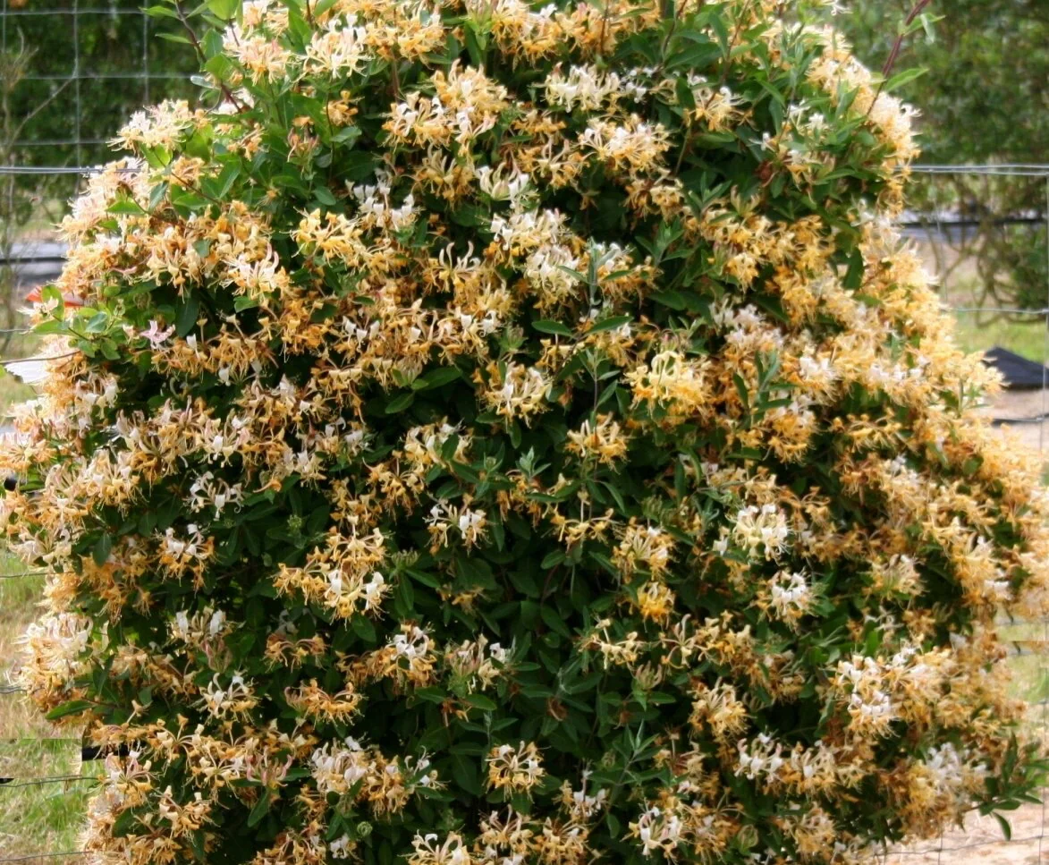Sweet Tea Honeysuckle