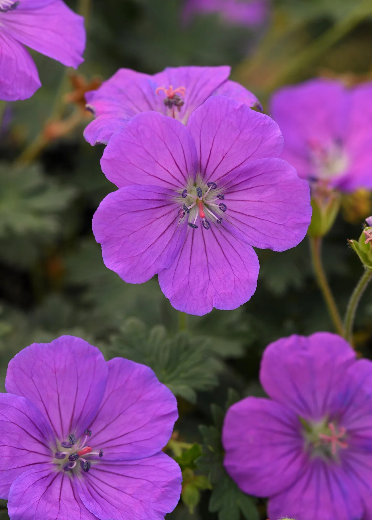 Purple Glow Cranesbill