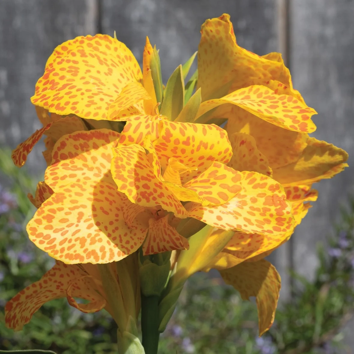 Cannova® Gold Leopard Canna Lily