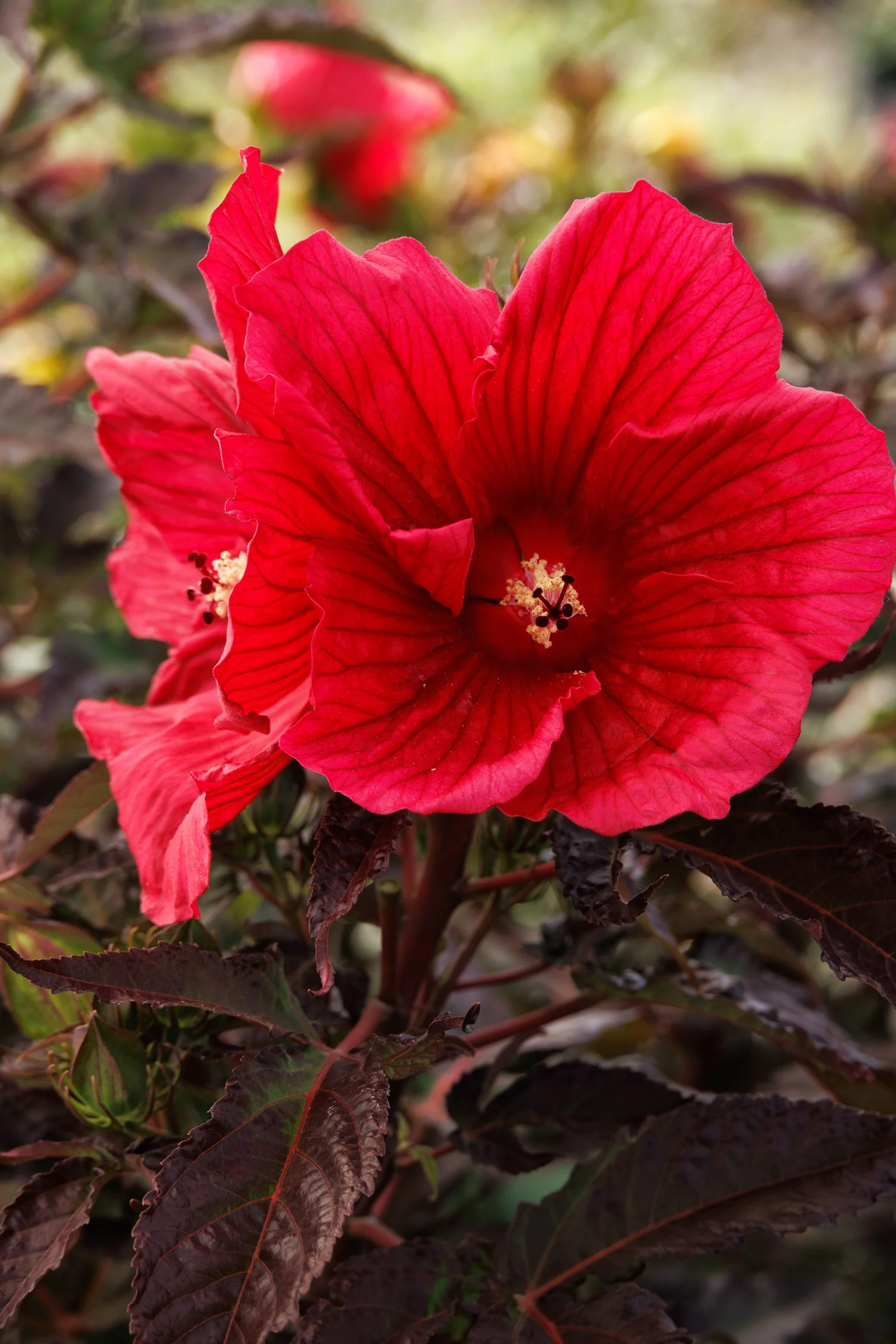 Moonshadow™ Morello Hardy Hibiscus 3 Moonshadow™ Morello Hardy Hibiscus
