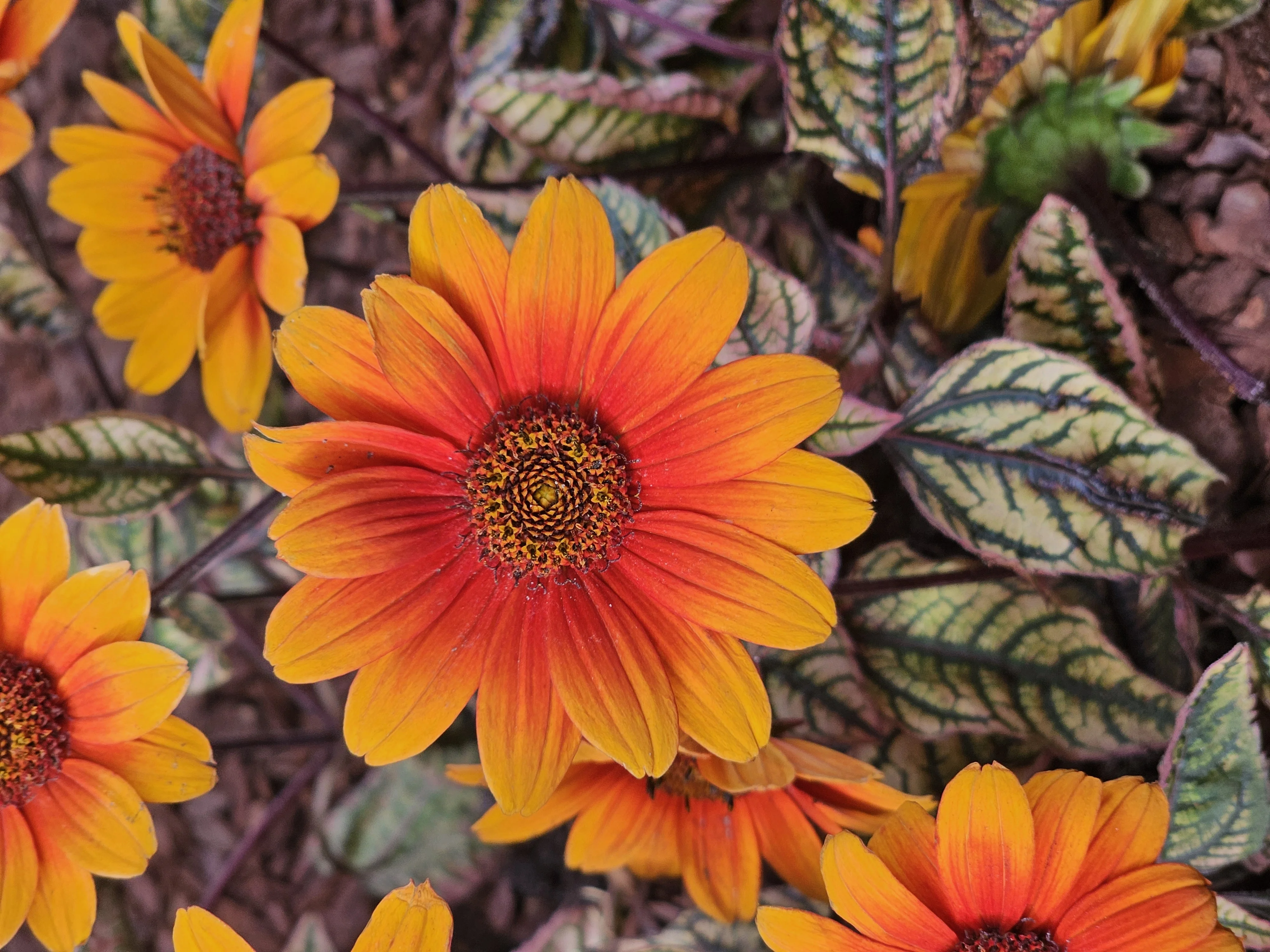 Orange Marble Oxeye Sunflower 3 Orange Marble Oxeye Sunflower