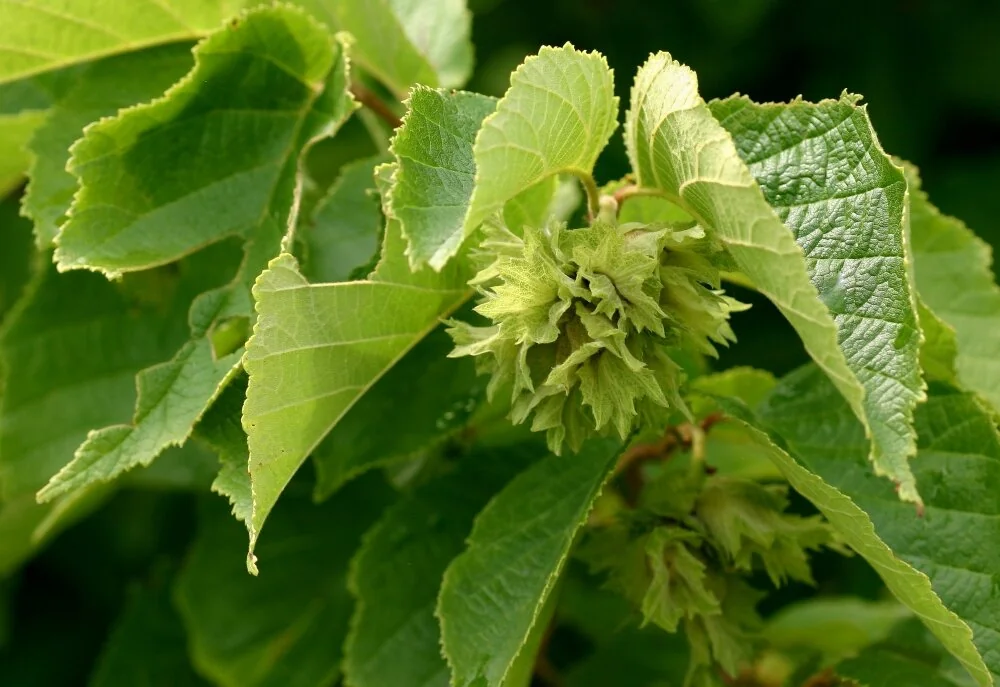 American Hazelnut 1 American Hazelnut