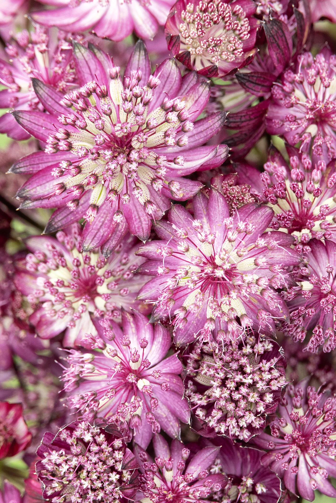 Magical Diamonds Red Masterwort 2 Magical Diamonds Red Masterwort