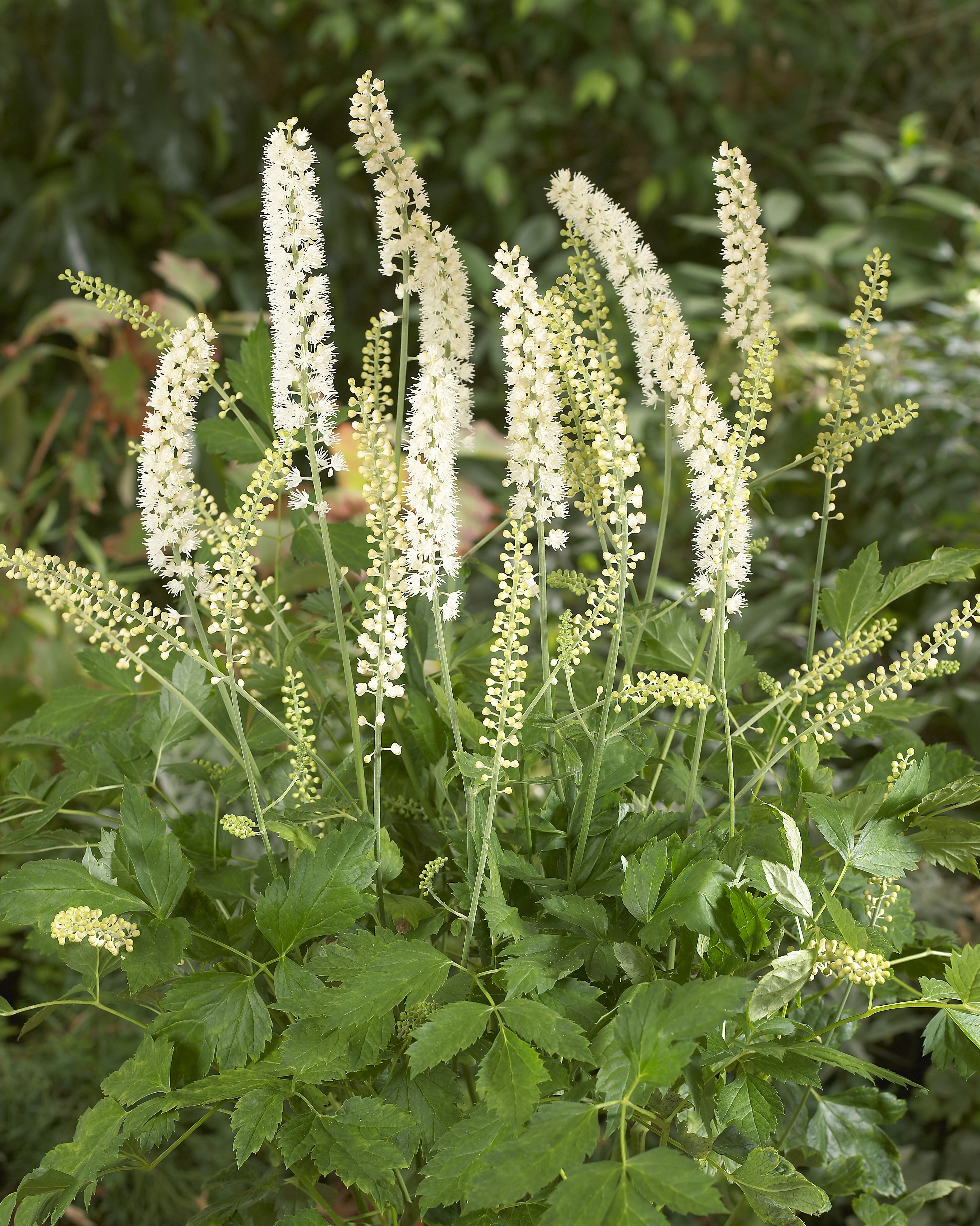 White Pearl Snakeroot