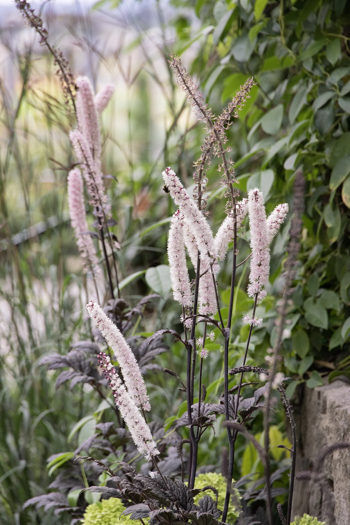 Pink Spike Snakeroot 4 Pink Spike Snakeroot