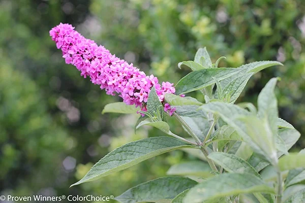 Lo & Behold® Pink Micro Chip Butterfly Bush