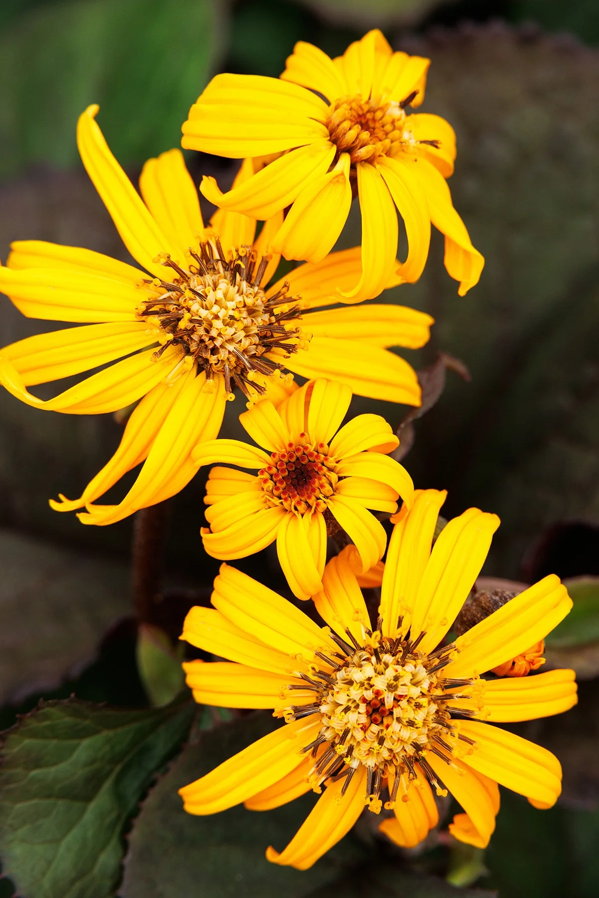 Ligularia Midnight Lady