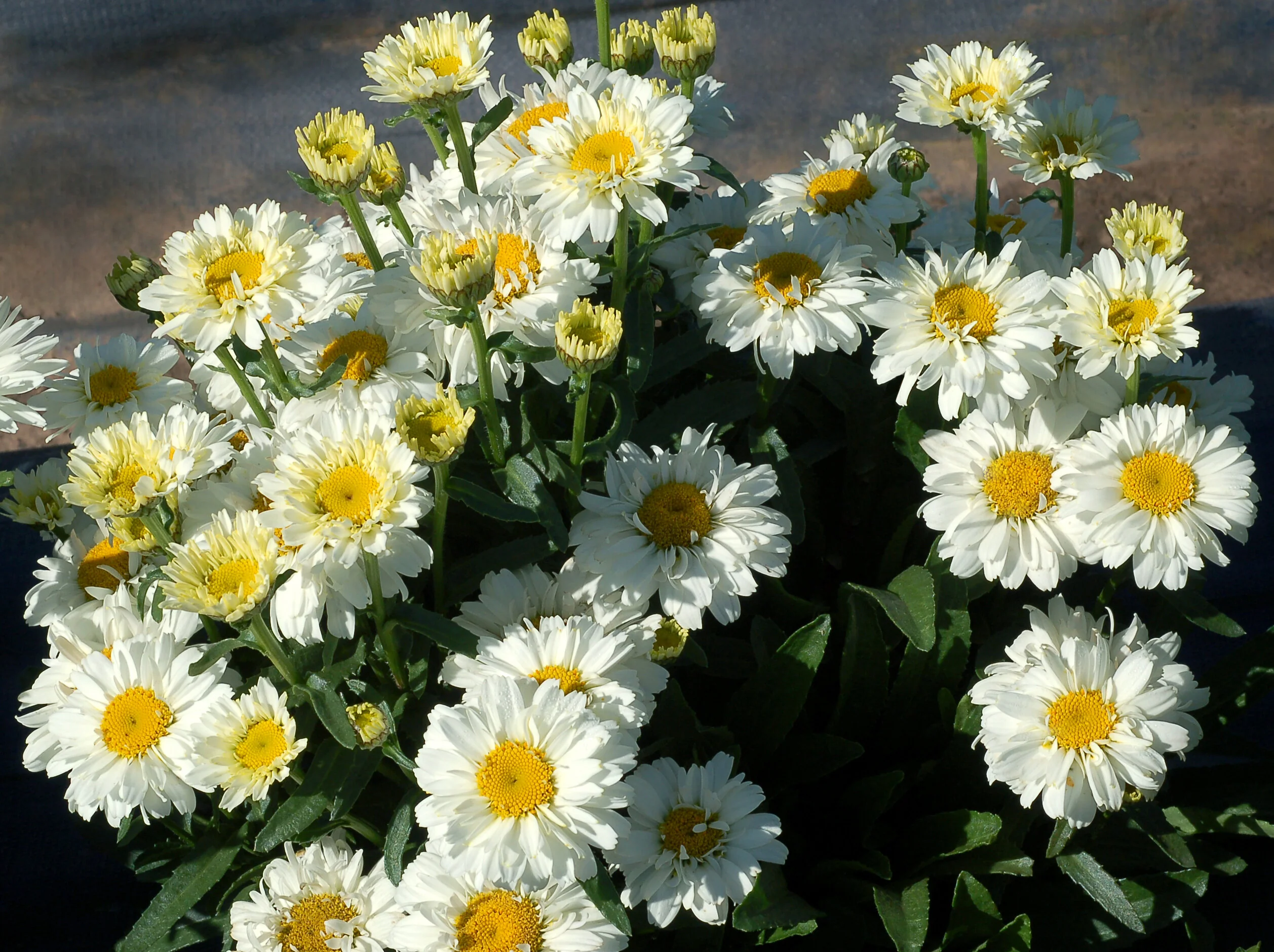 Sugar Bowl Shasta Daisy 3 Sugar Bowl Shasta Daisy